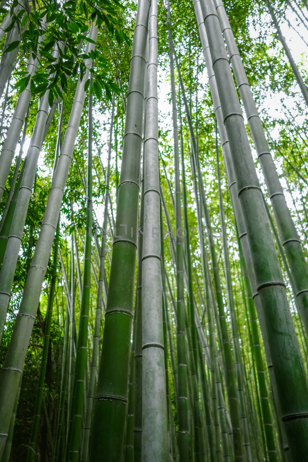 Arashiyama bamboo forest, Kyoto, Japan by daboost