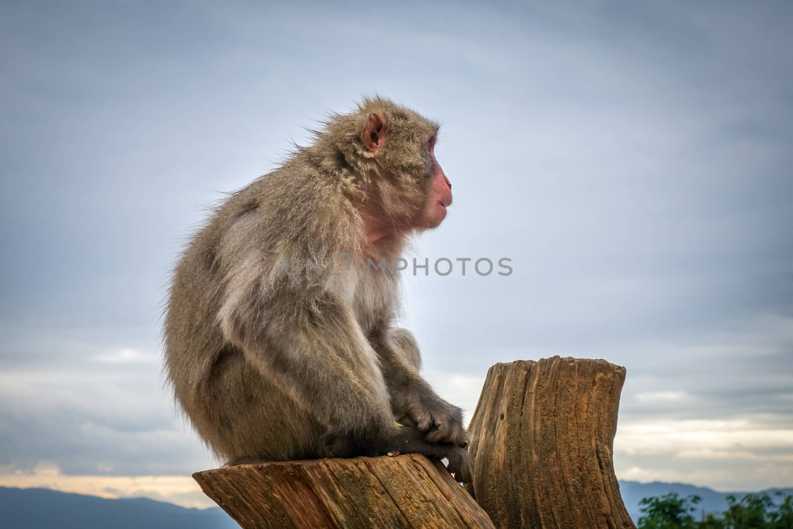 Japanese macaque on a trunk, Iwatayama monkey park, Kyoto, Japan by daboost