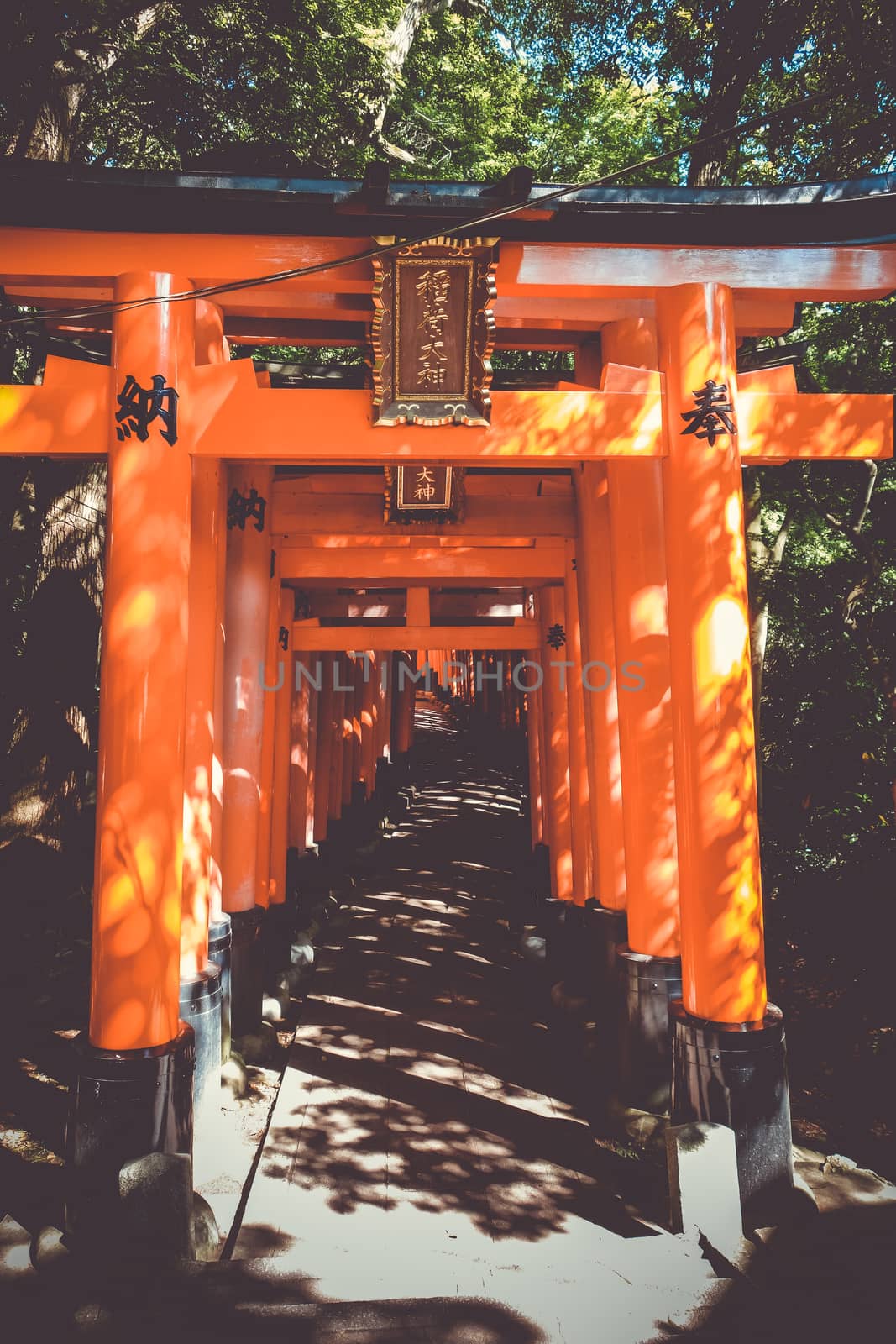 Fushimi Inari Taisha torii, Kyoto, Japan by daboost