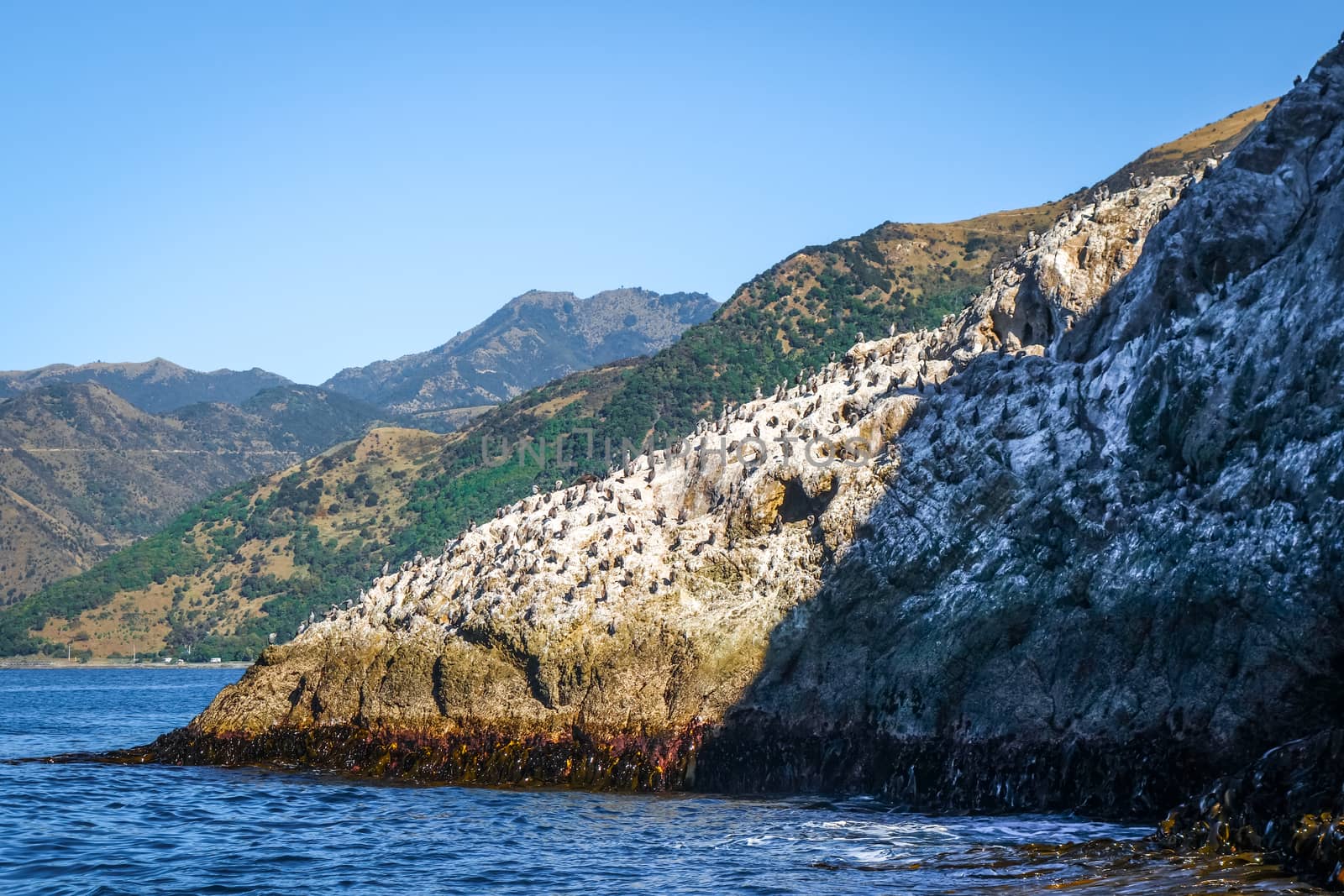 Cormorants on a cliff in Kaikoura Bay, New Zealand