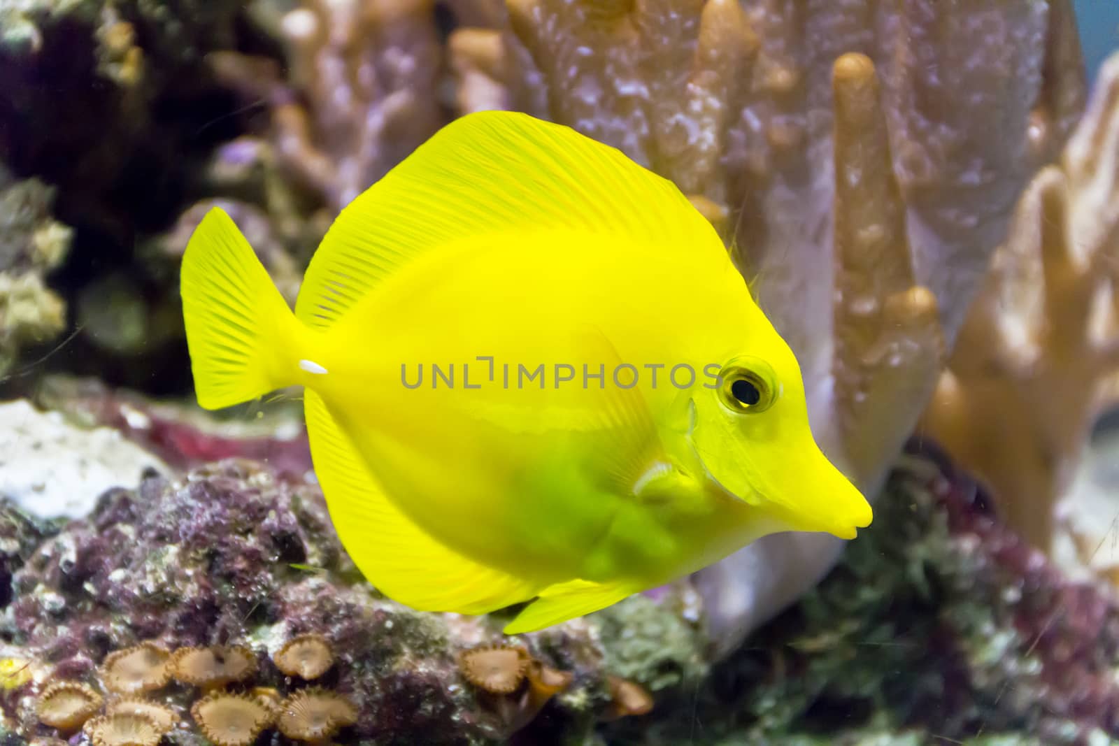 One yellow zebrasoma fish on reef background by Julialine