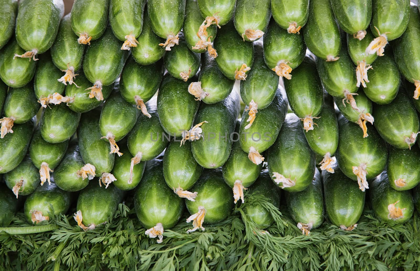 Fresh cucumbers for sale at the market