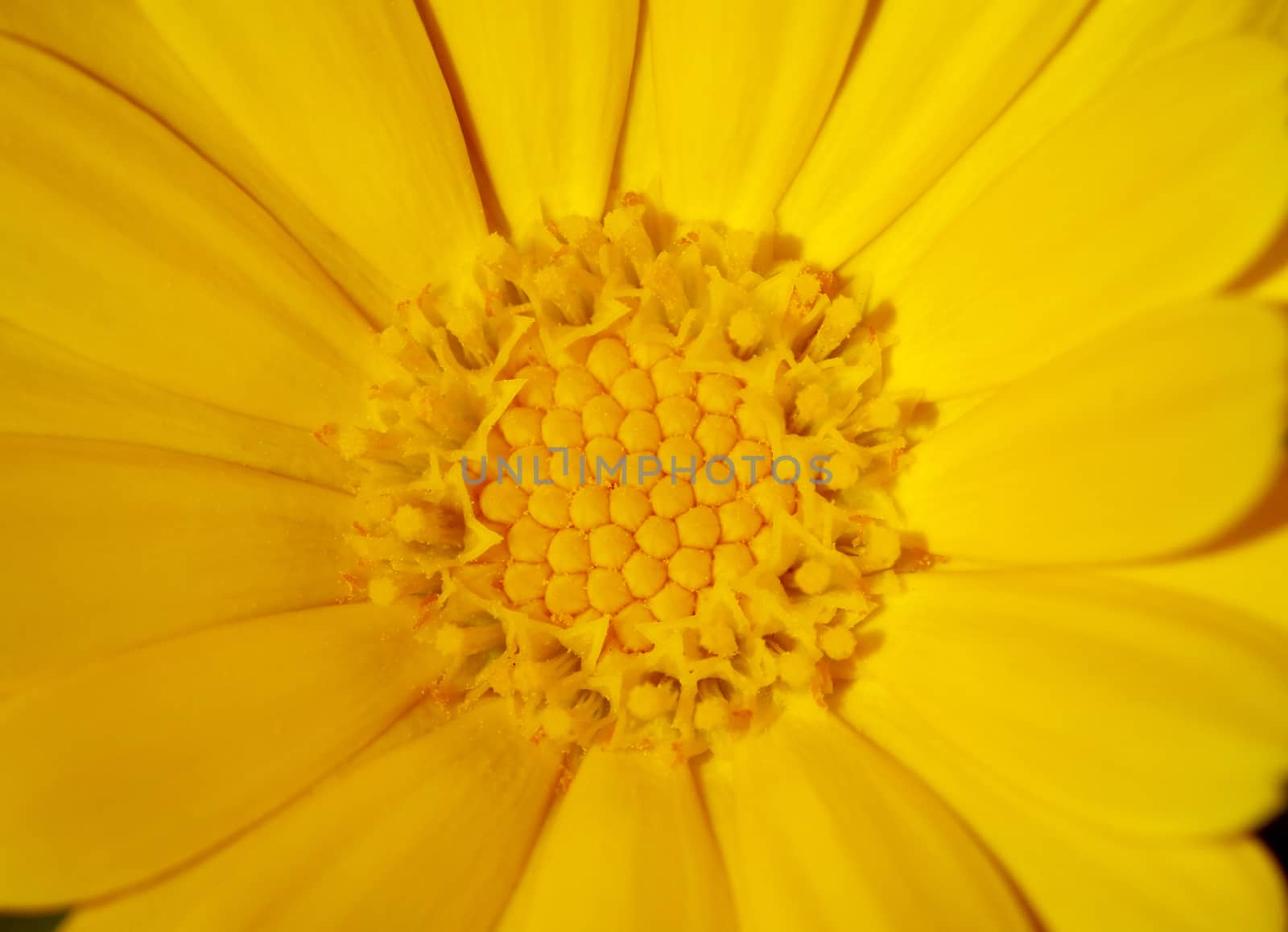 Macro shot of a yellow flower, view from above
