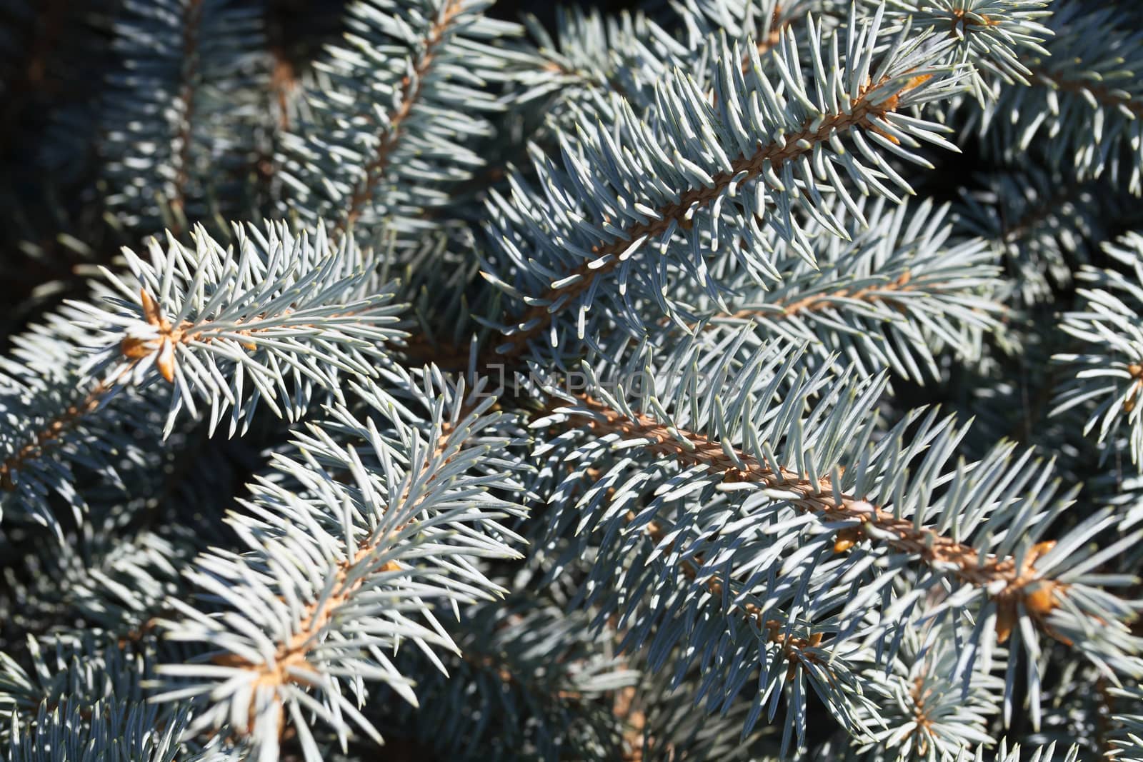 Close-up of green conifer branches in summer