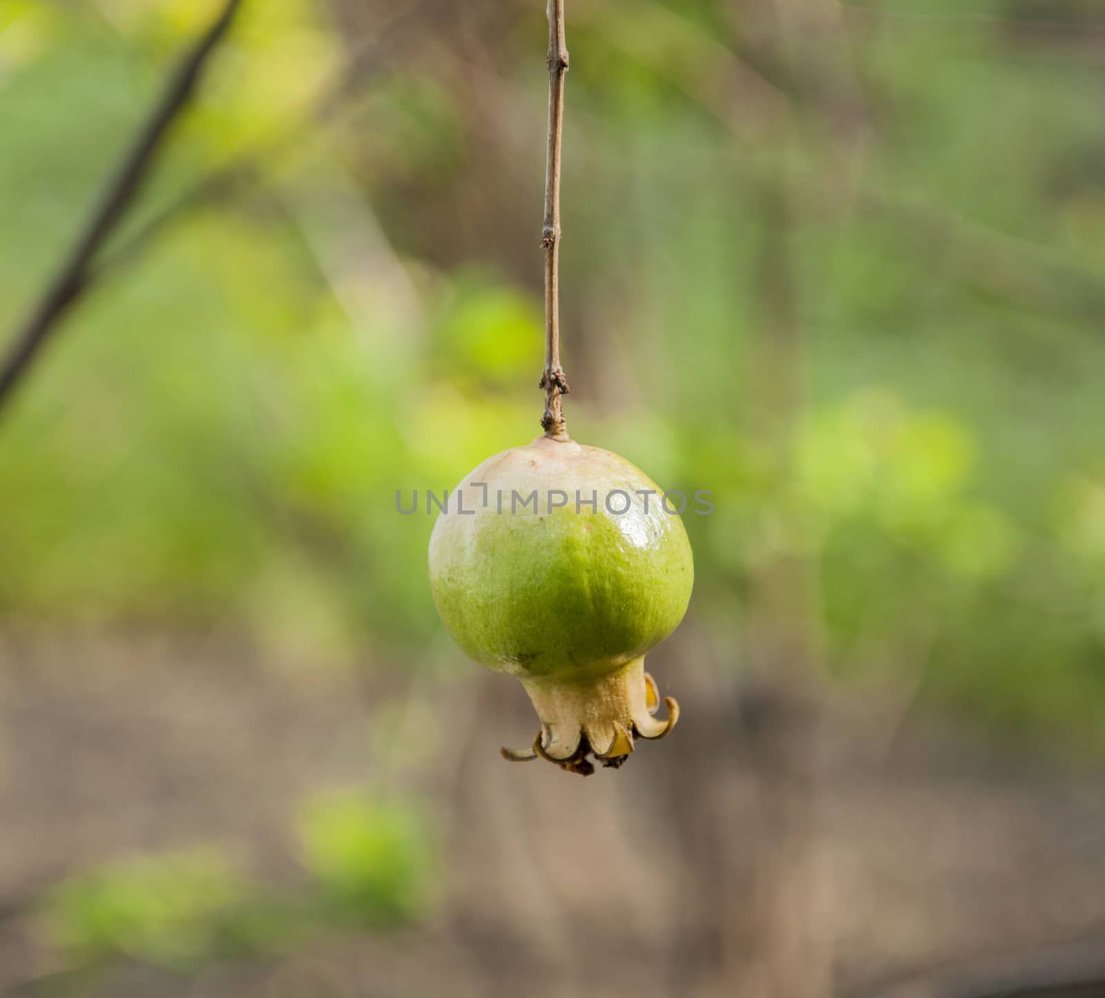 The pomegranate is growing beautifully in Thailand.