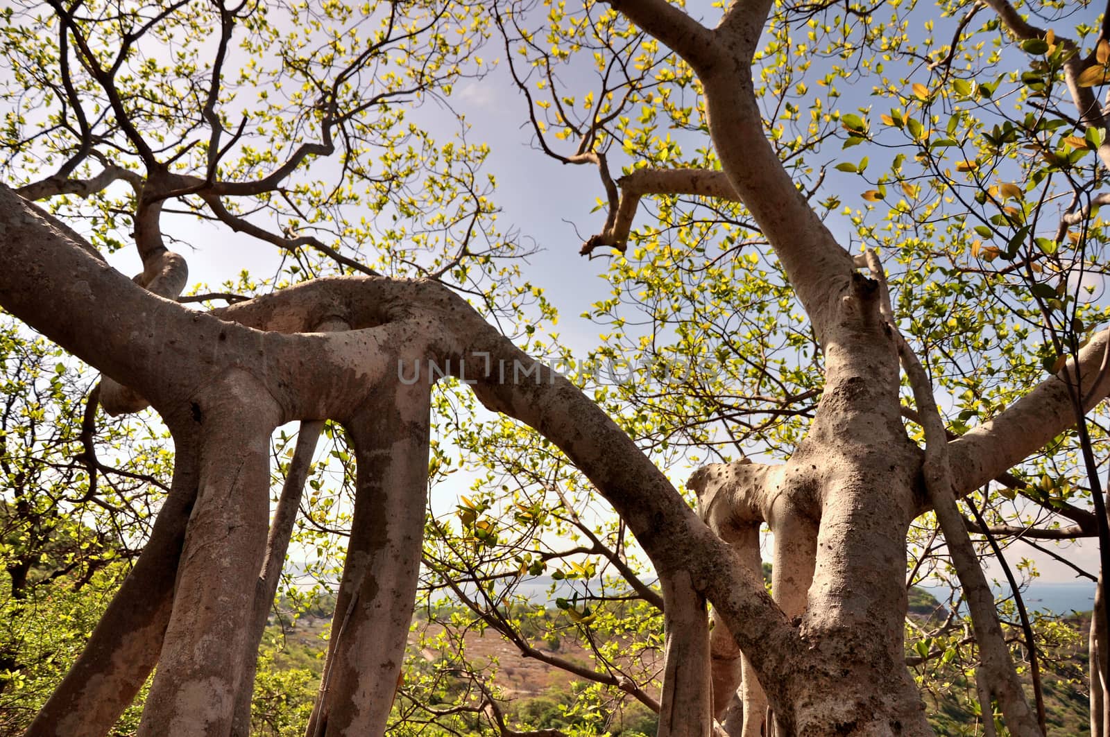 The roots of strange trees shape on Si Chang Island, Chonburi, Thailand.