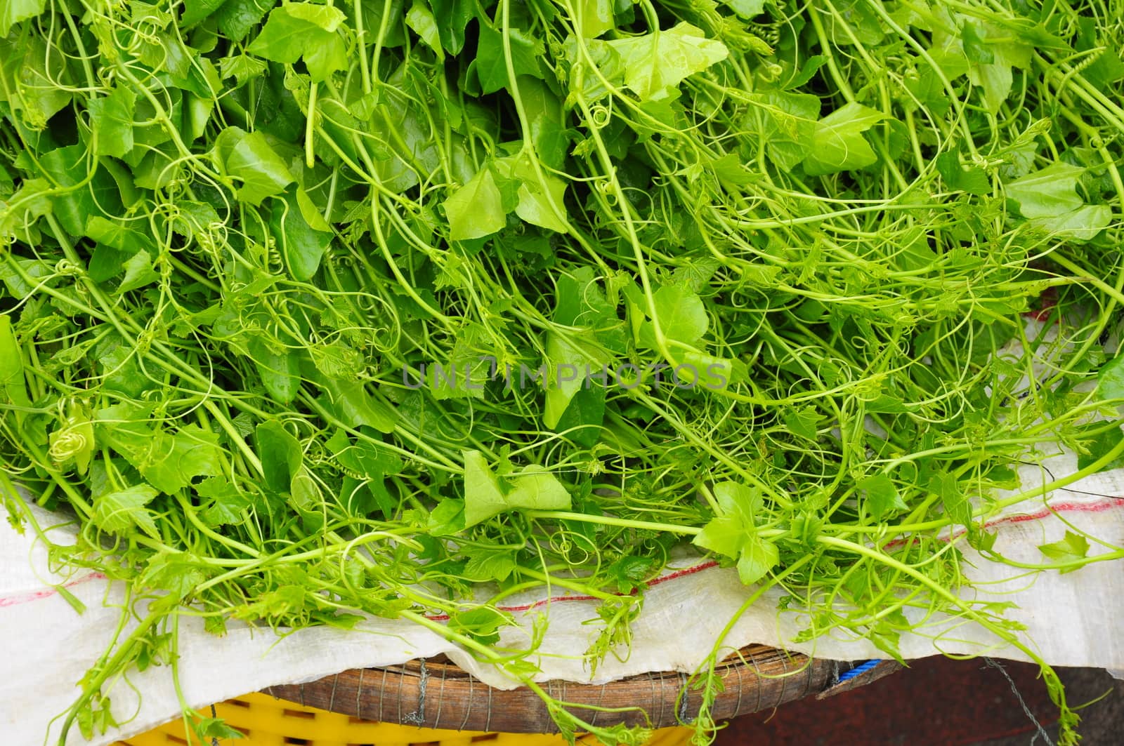 The young shoots of gourds are sold in the market of Thailand.