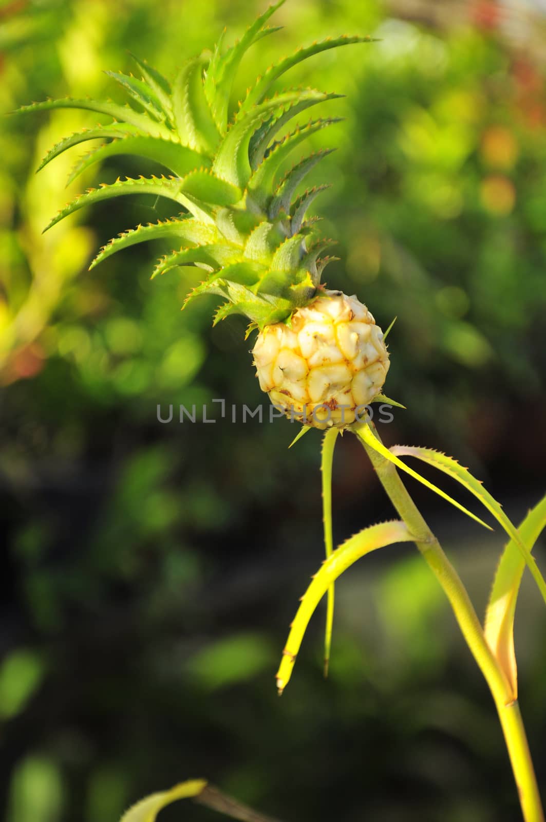 Pineapple color is blossoming in the garden of Thailand.
