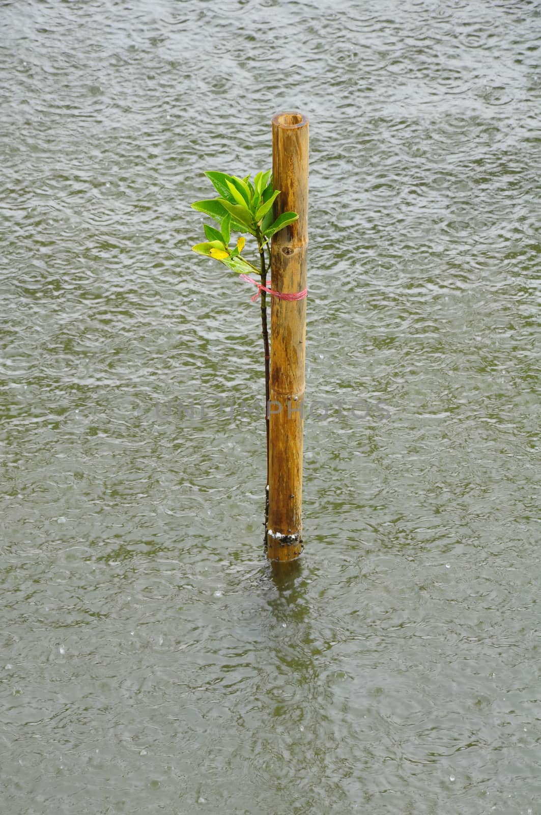 Mangrove seedlings in the rain, Planted in the sea Thailand.