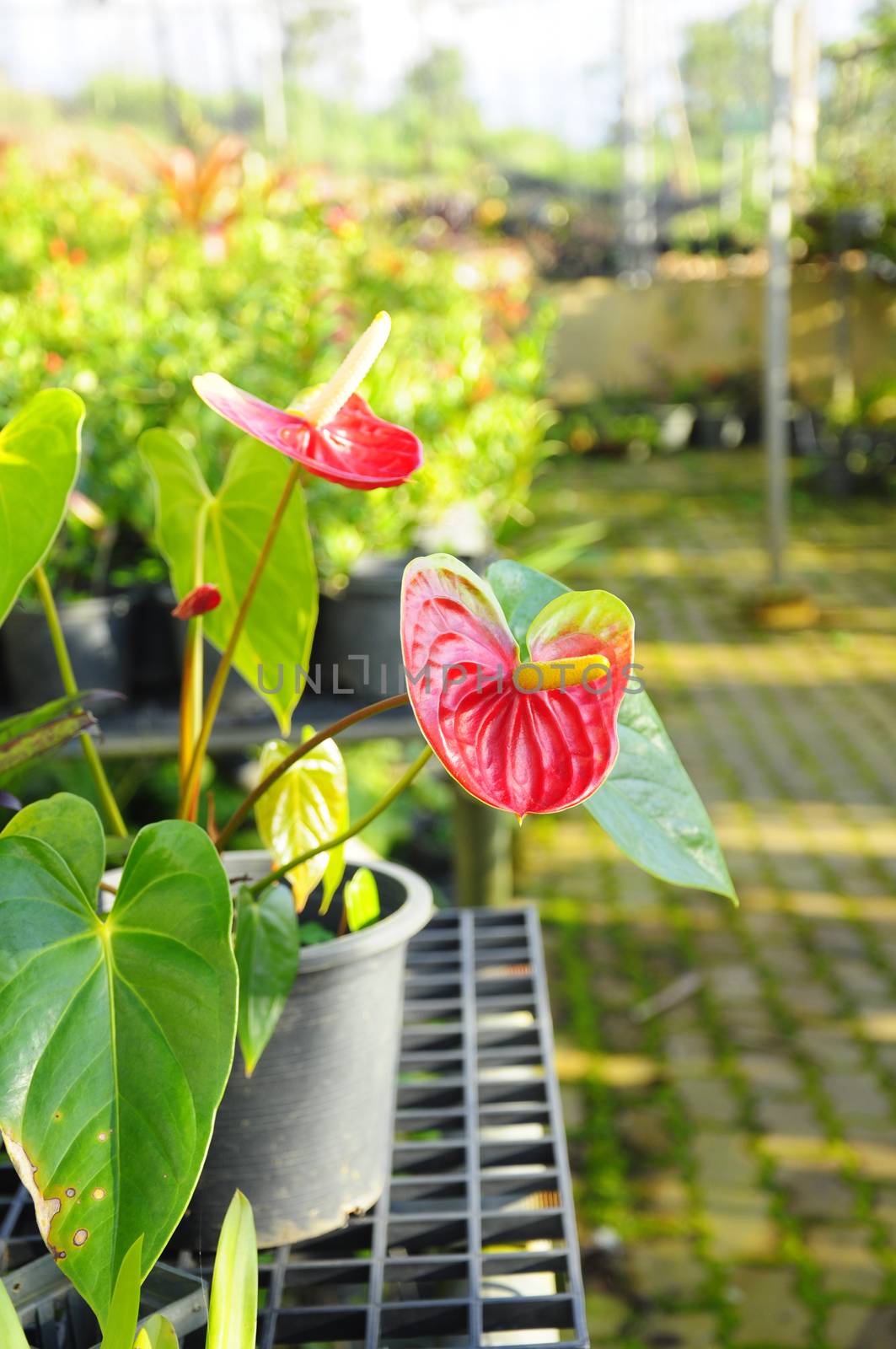Red anthurium, queen Sirikit botanical garden,Phitsanulok, Thailand.