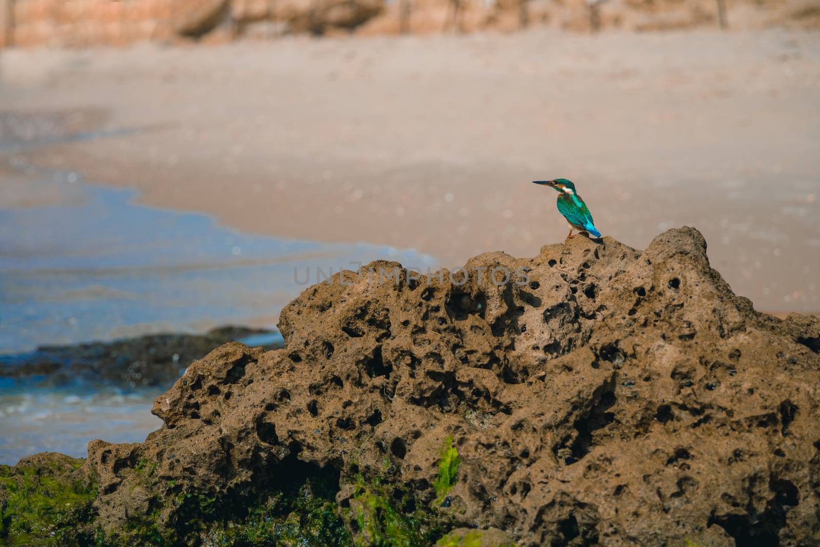 Common kingfisher Alcedo atthis bird sitting on the sea rock at the beach in Israel.