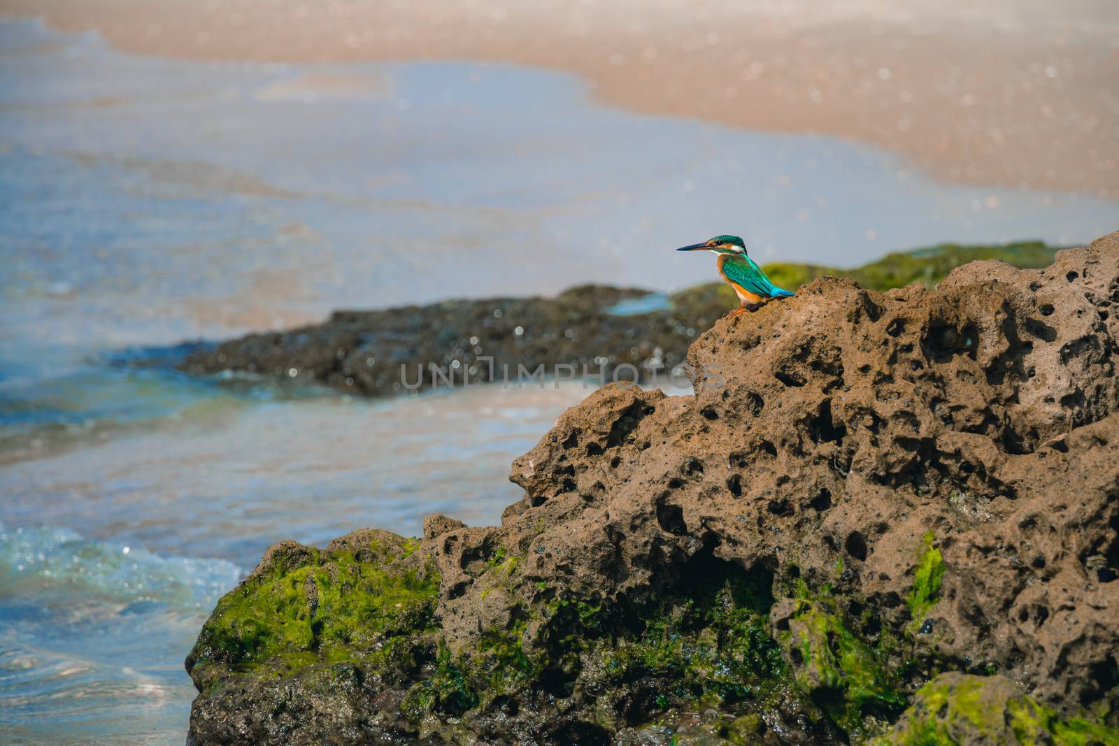 Common kingfisher Alcedo atthis bird sitting on the sea rock at the beach in Israel.