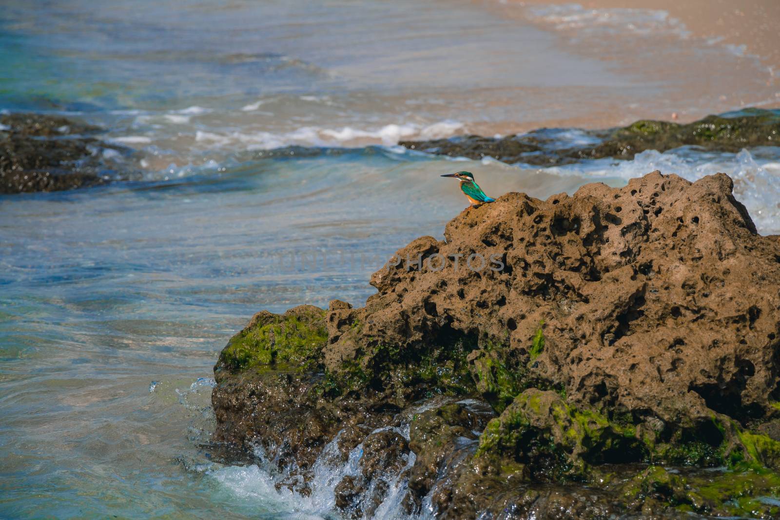 Common kingfisher Alcedo atthis bird sitting on the sea rock at the beach in Israel.