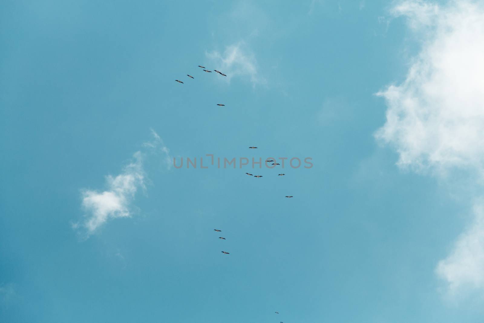 Many birds flying in the blue sky from below.