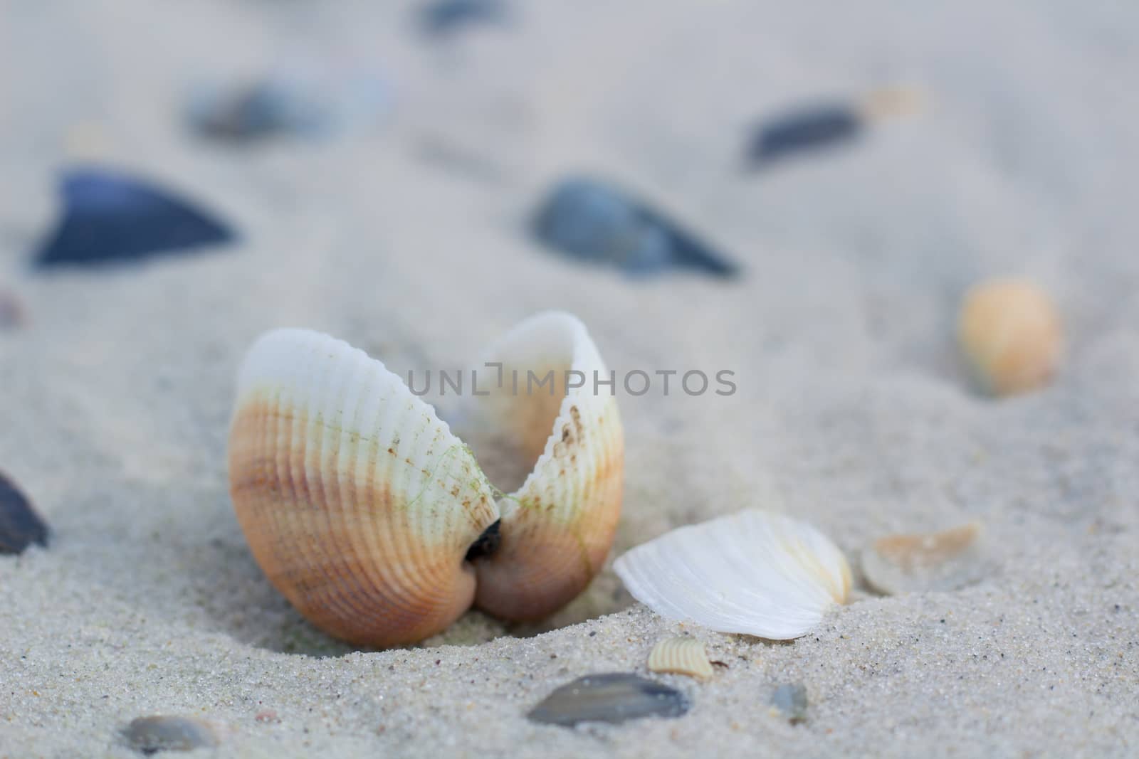 Seashells and clams on coastal sands, sandy beach seascape