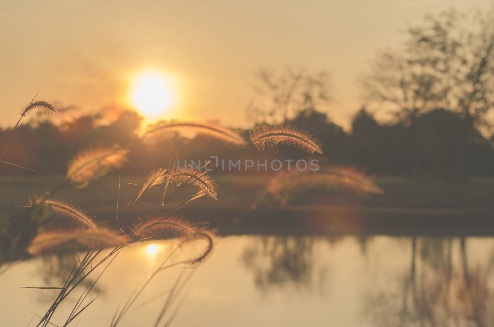 grass, sun, background, field, sky, nature, summer, sunny, flare by metal22