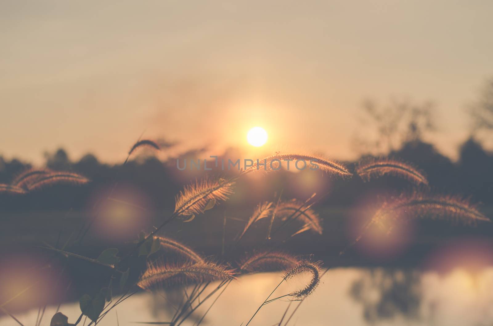 grass, sun, background, field, sky, nature, summer, sunny, flare, green, meadow,