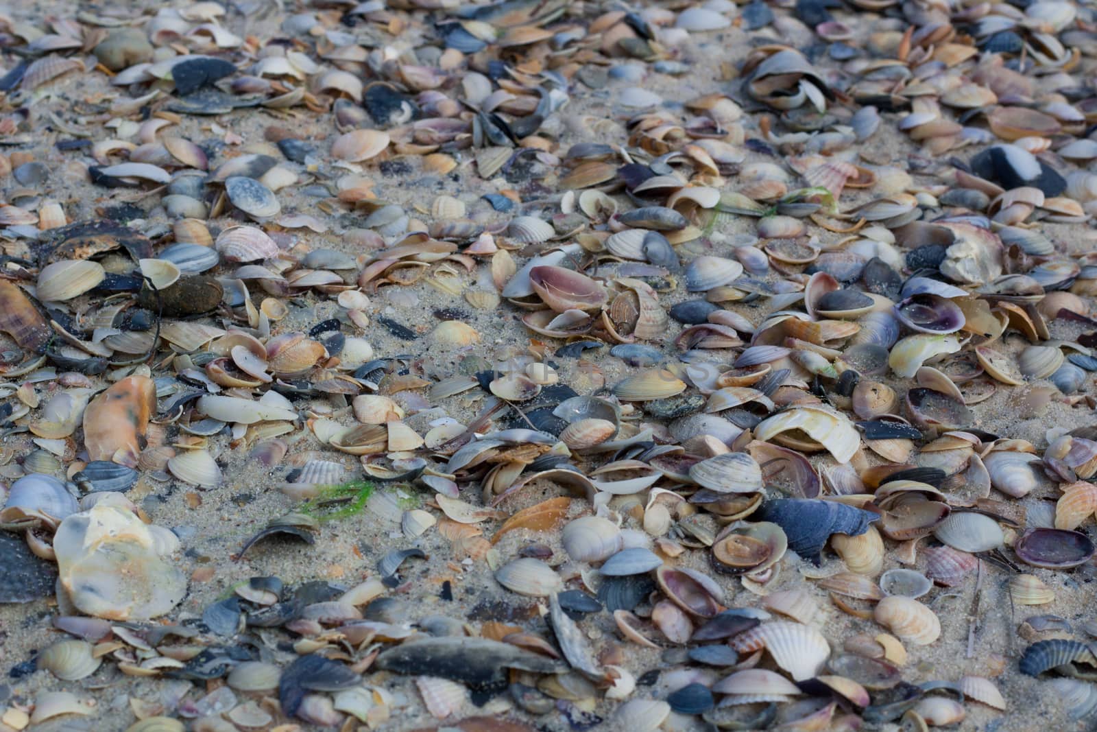 Seashells and clams on coastal sands, sandy beach seascape