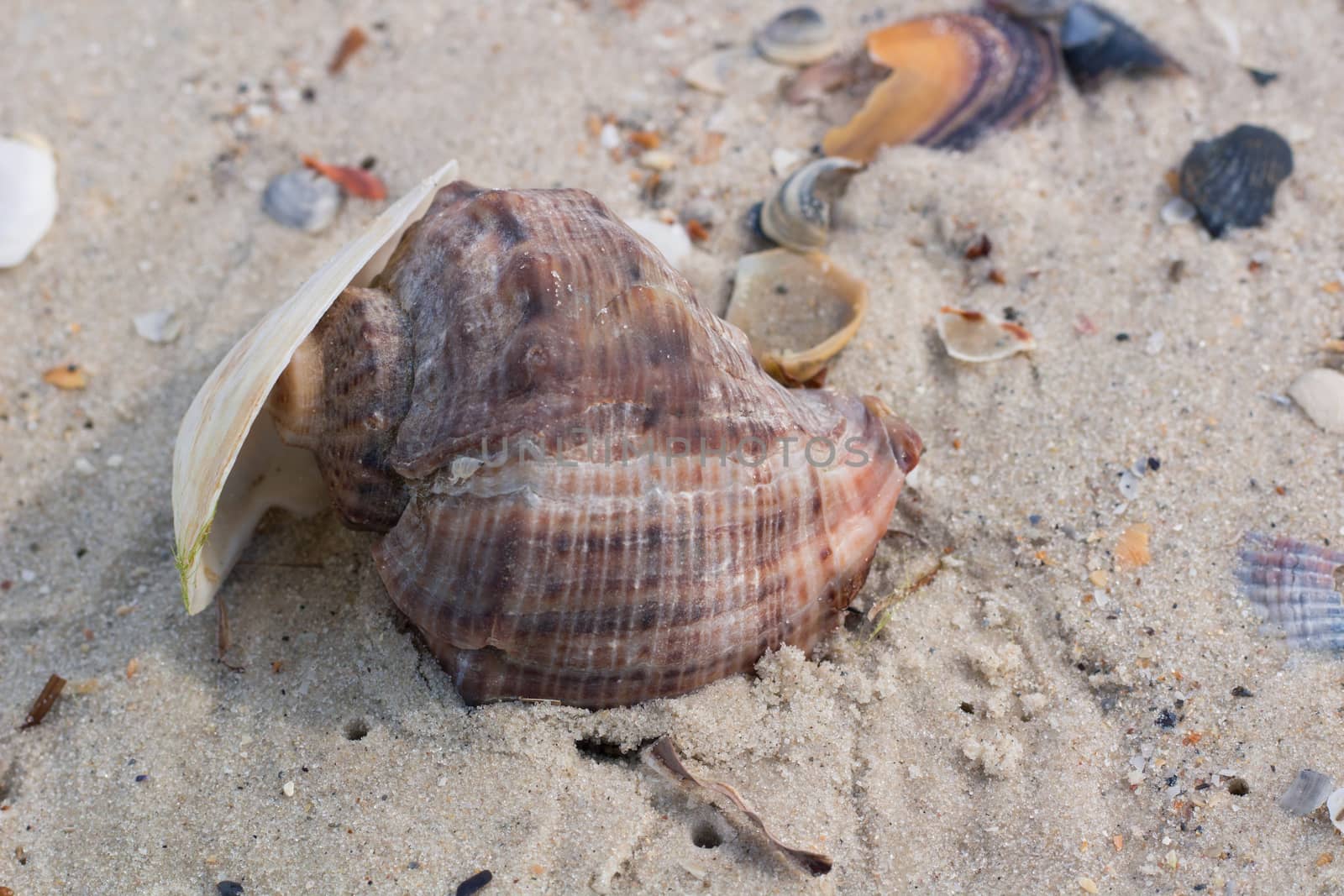 Seashells and clams on coastal sands, sandy beach seascape