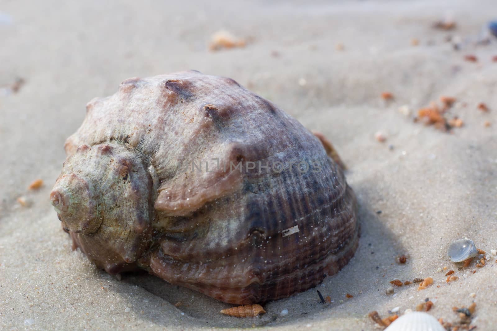 Seashells and clams on coastal sands, sandy beach seascape