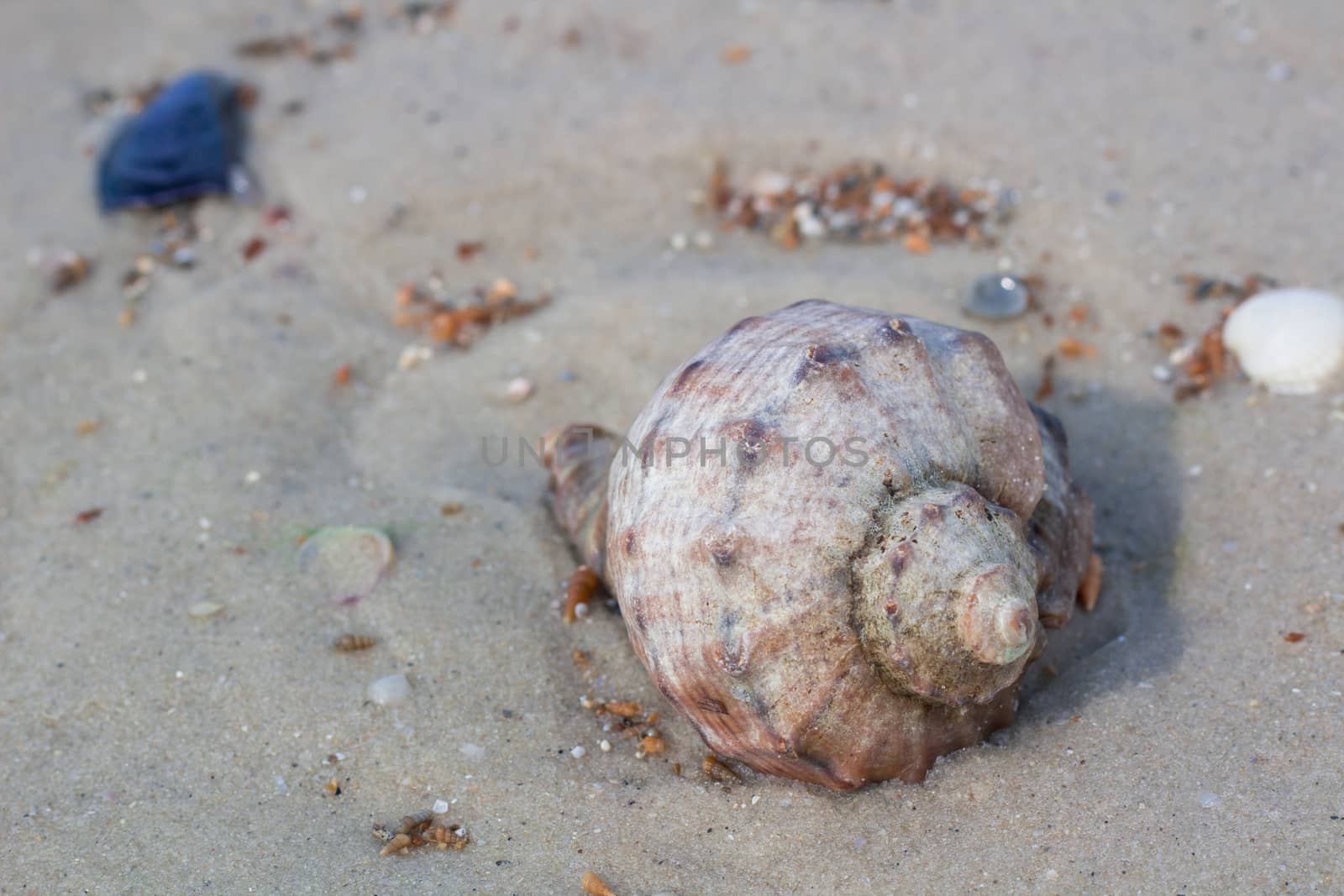 Seashells and clams on coastal sands, sandy beach seascape