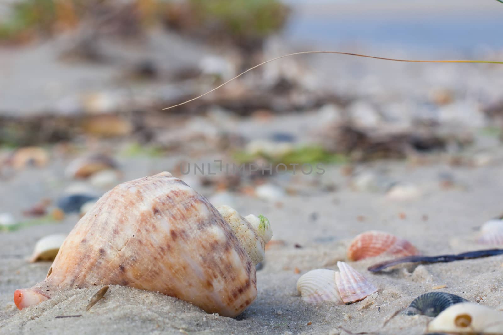 Seashells and clams on coastal sands, sandy beach seascape
