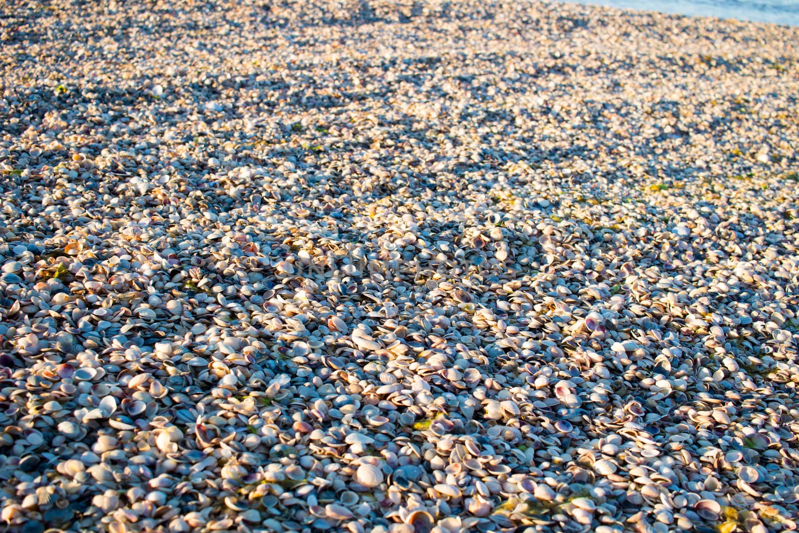 Seashells and clams on coastal sands, sunrise beach seascape