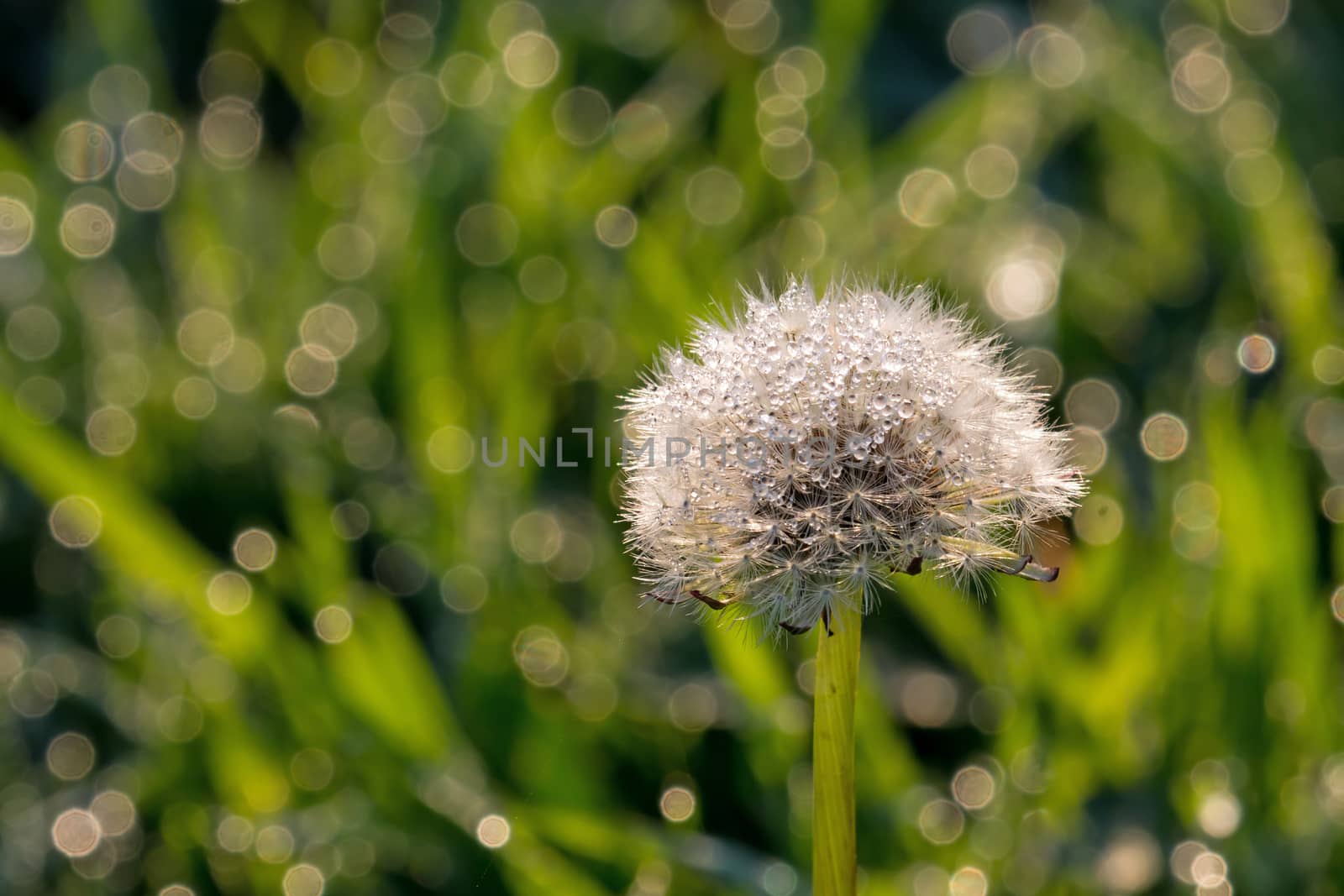 Dew on Dandelion seed head or clock, with space for text or copy.