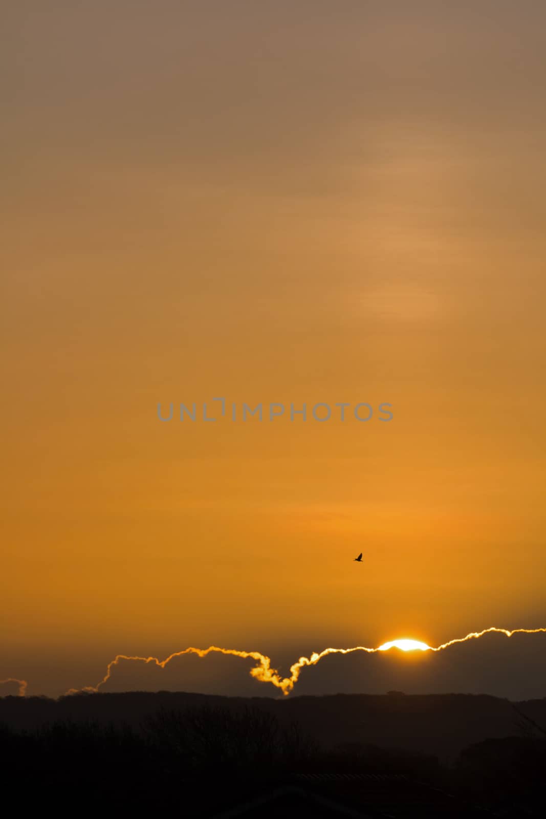 Sunrise with sun pillar over Friston Forest, East Sussex. With copy or text space.