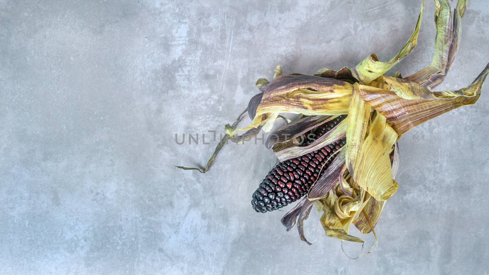 fresh organic purple corn cob with  leaves on a cement background with copy space