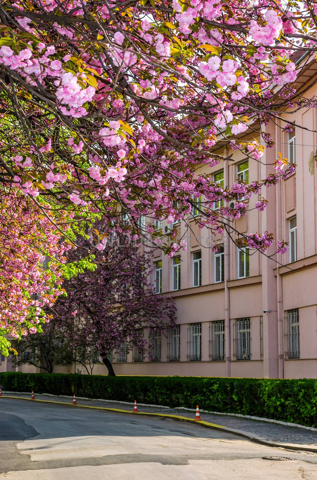 cherry blossom on the city street of Uzhgorod by Pellinni