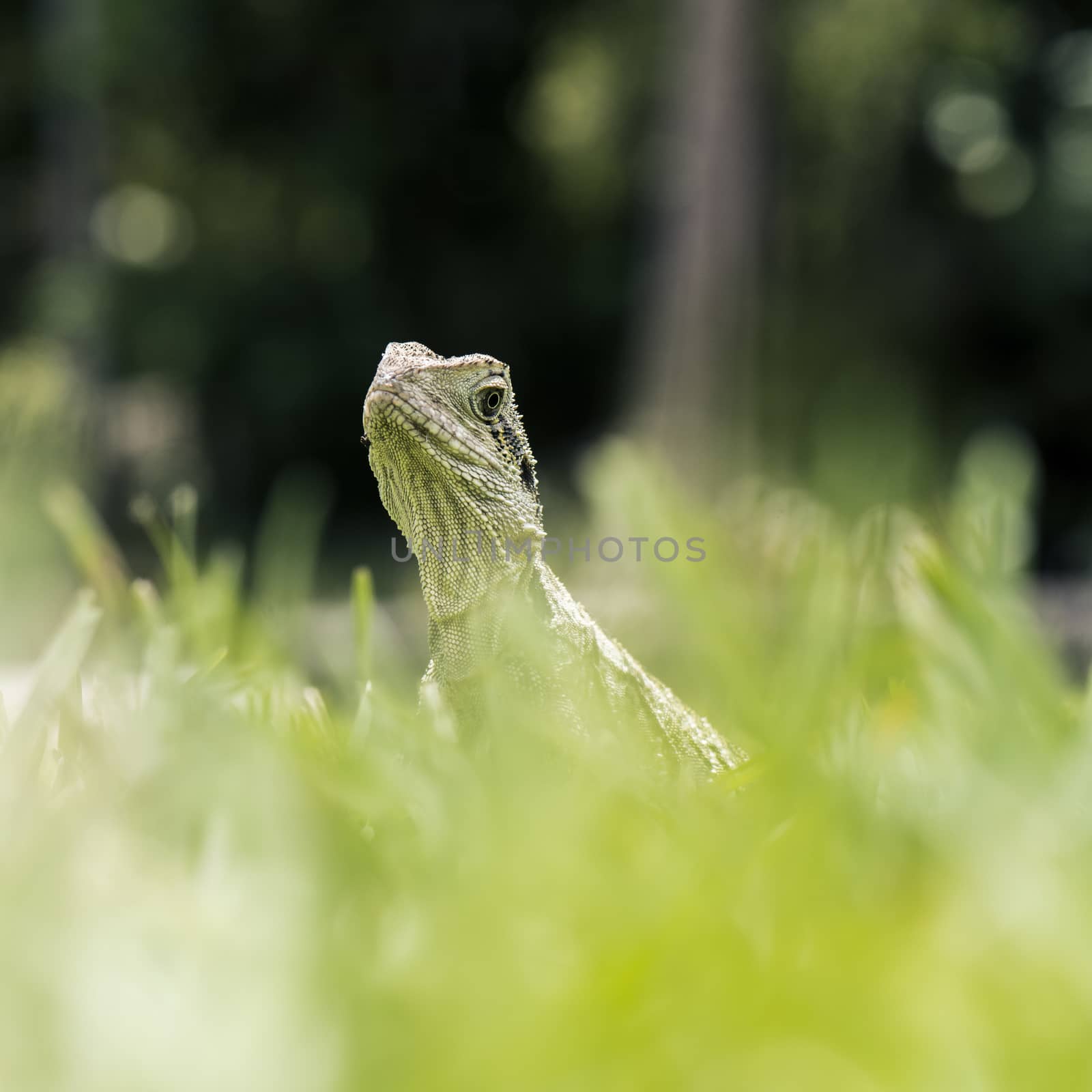 Water Dragon outside during the day in the late afternoon.