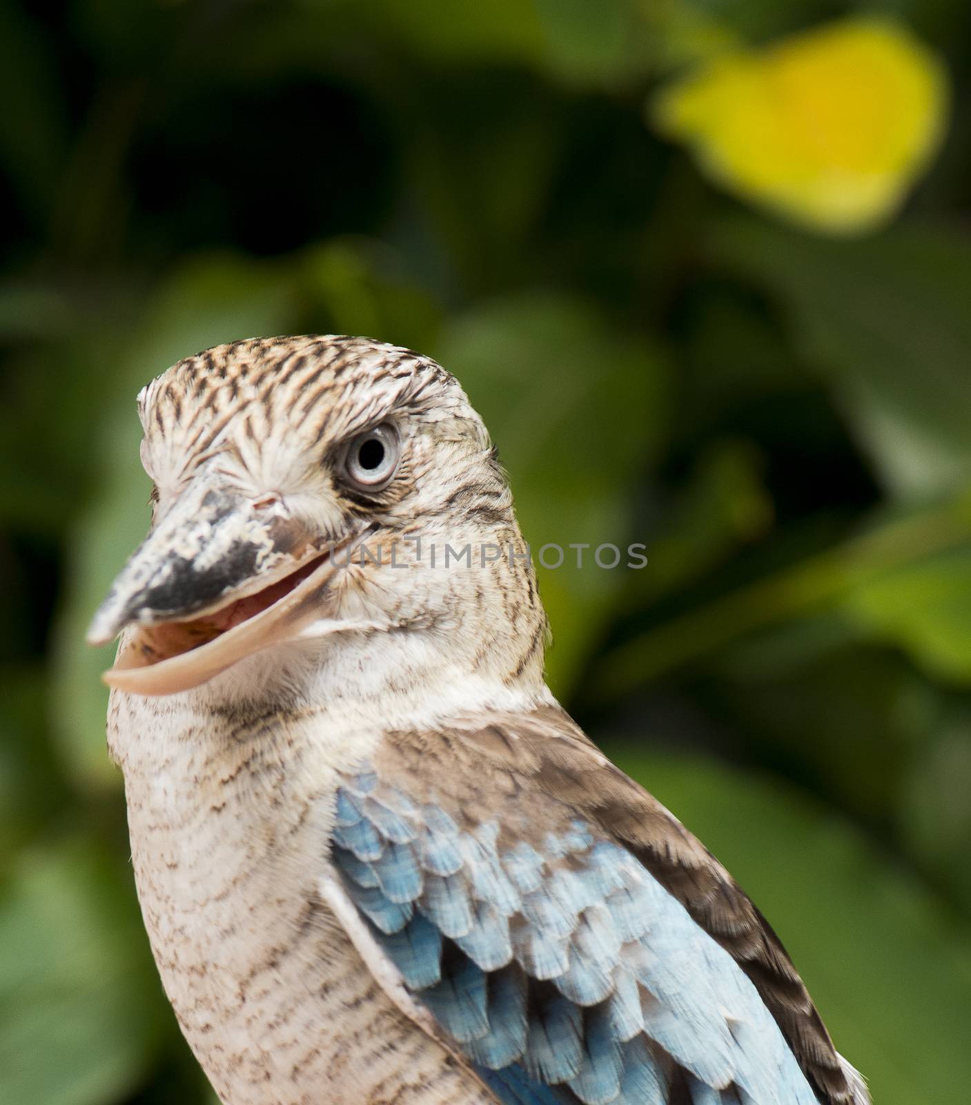 Kookaburra close up. by artistrobd