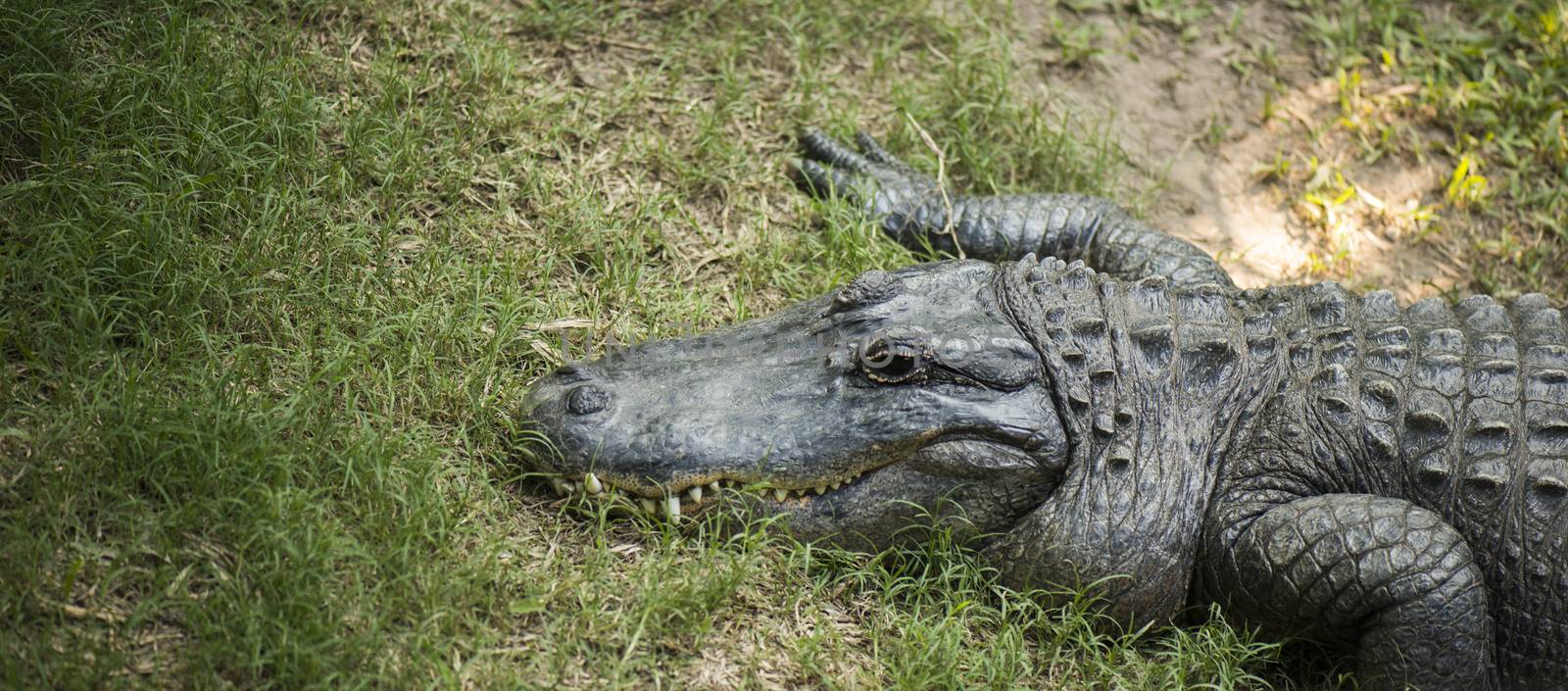 Crocodile outside by artistrobd