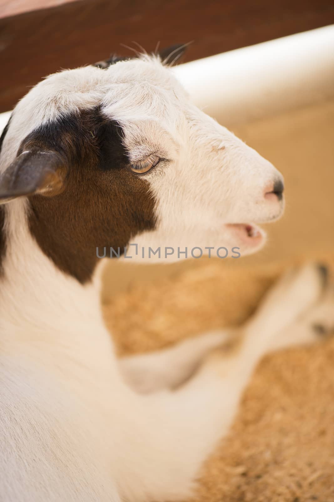 Goat by itself inside the farm shed resting during the day.