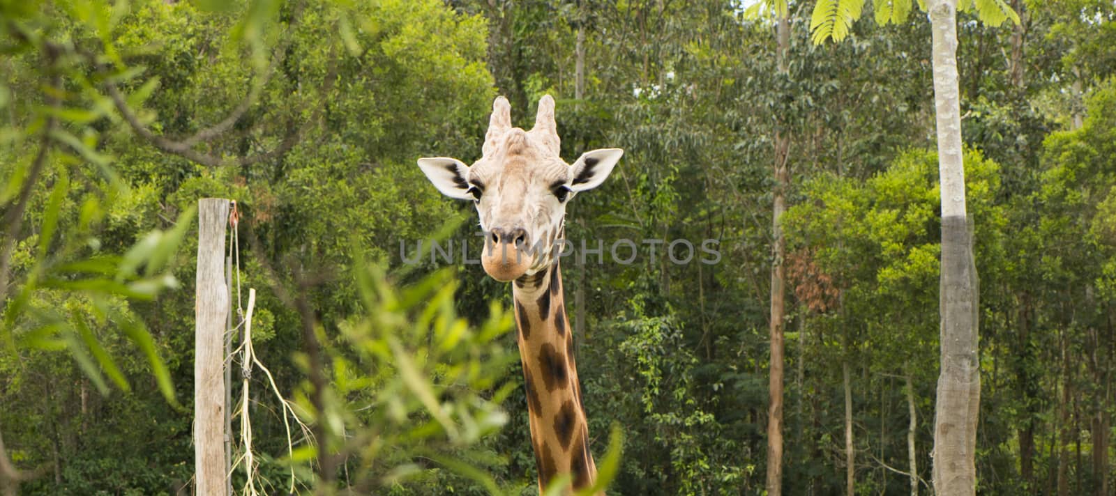Large giraffe looking for food during the daytime.