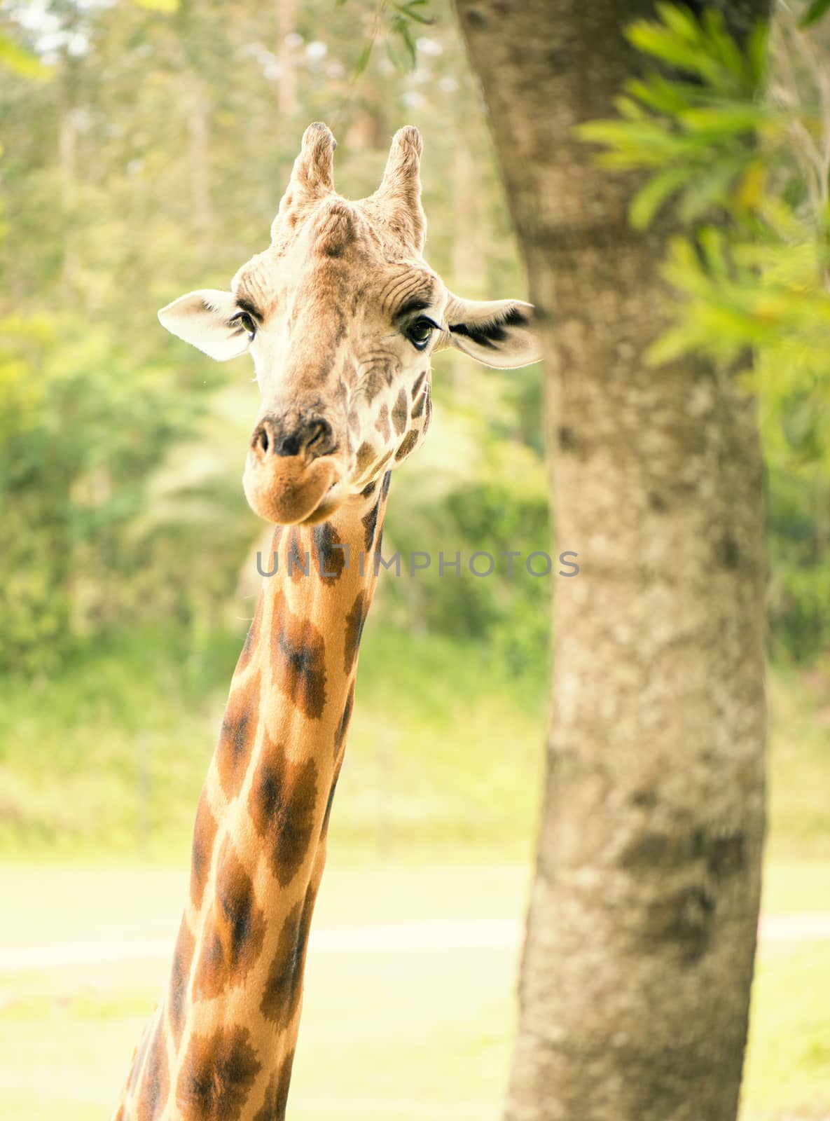Large giraffe looking for food during the daytime.