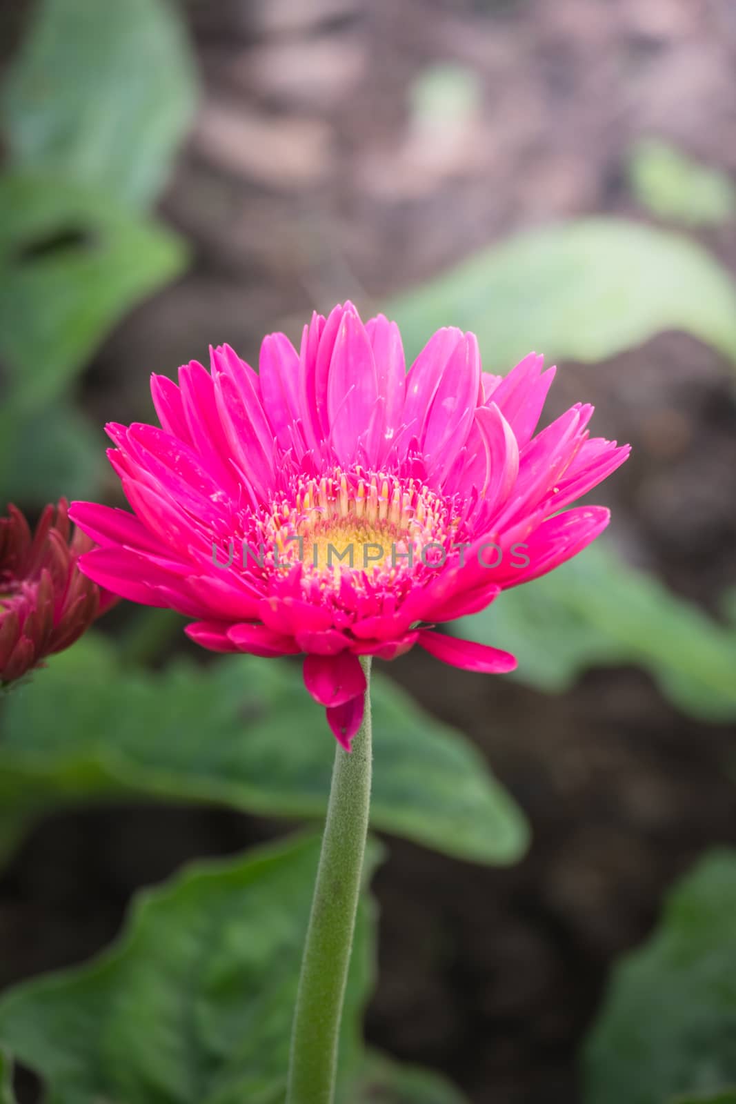 The background image of the colorful flowers, background nature