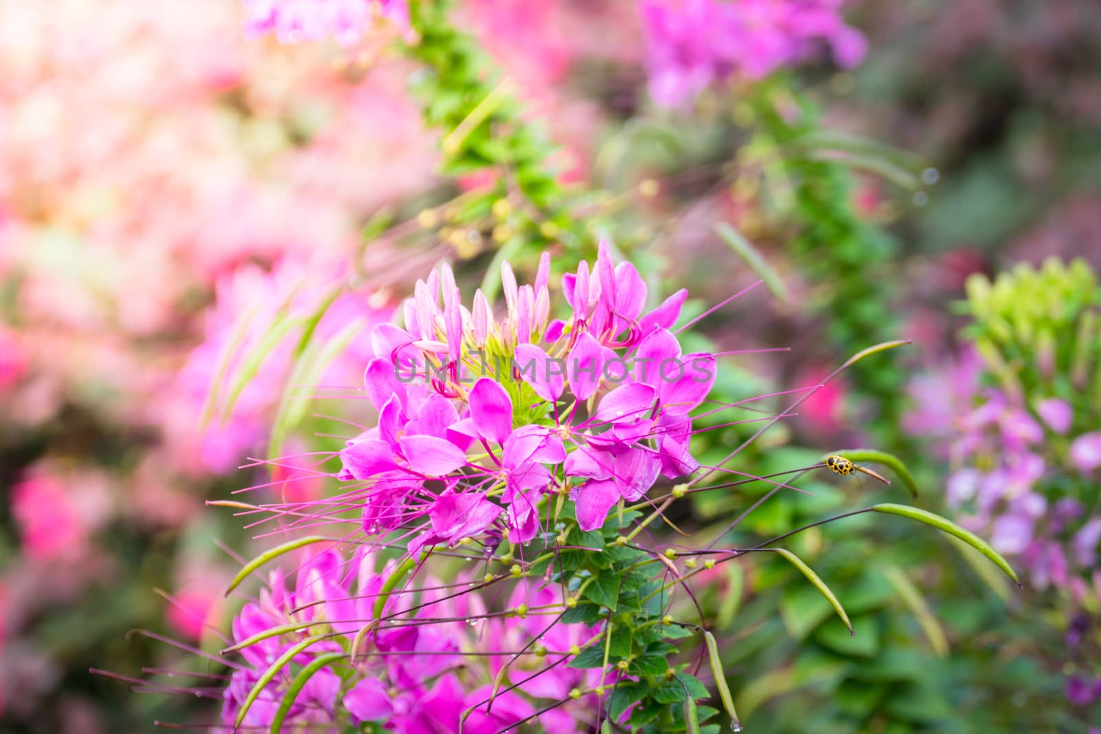 The background image of the colorful flowers, background nature