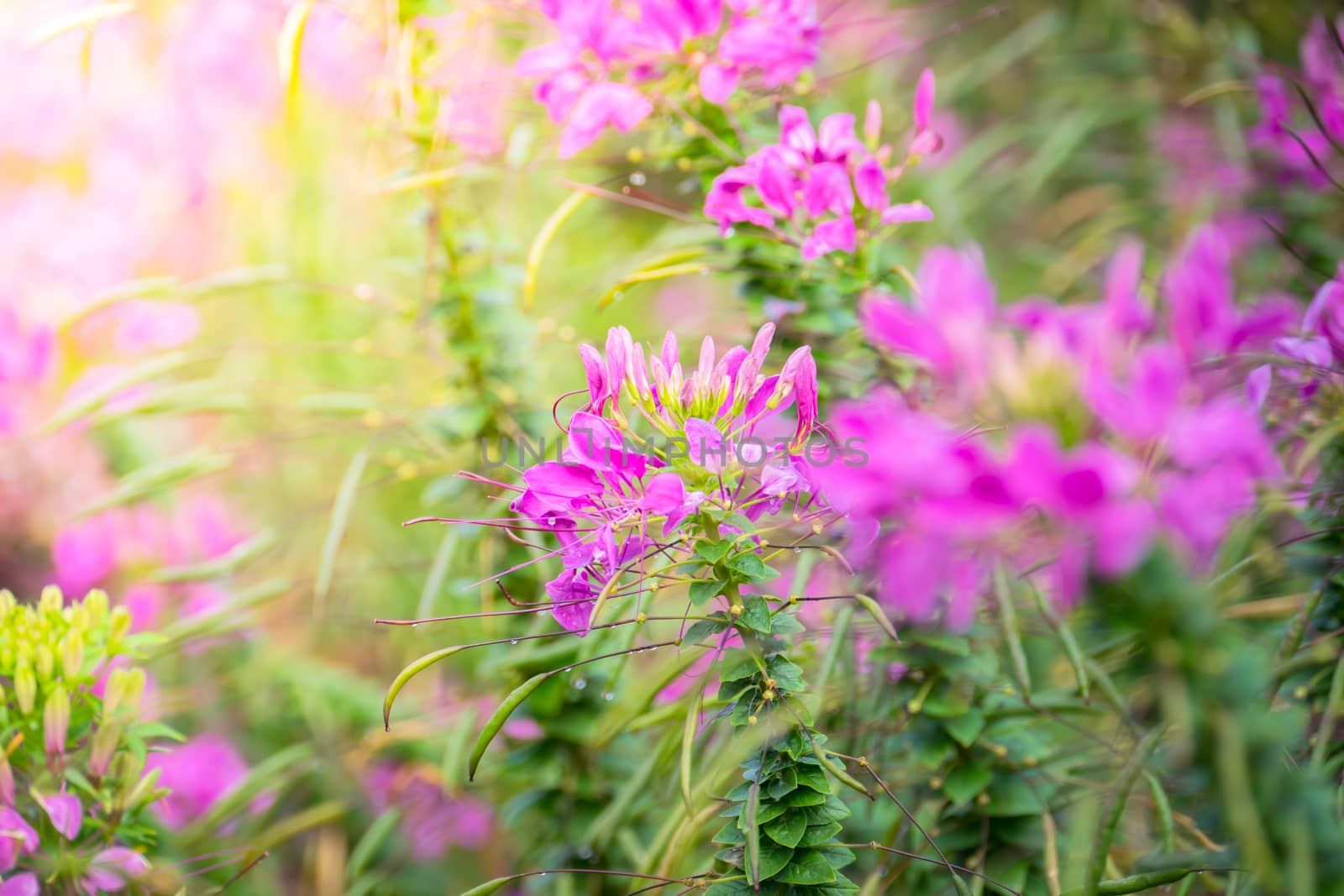 The background image of the colorful flowers, background nature