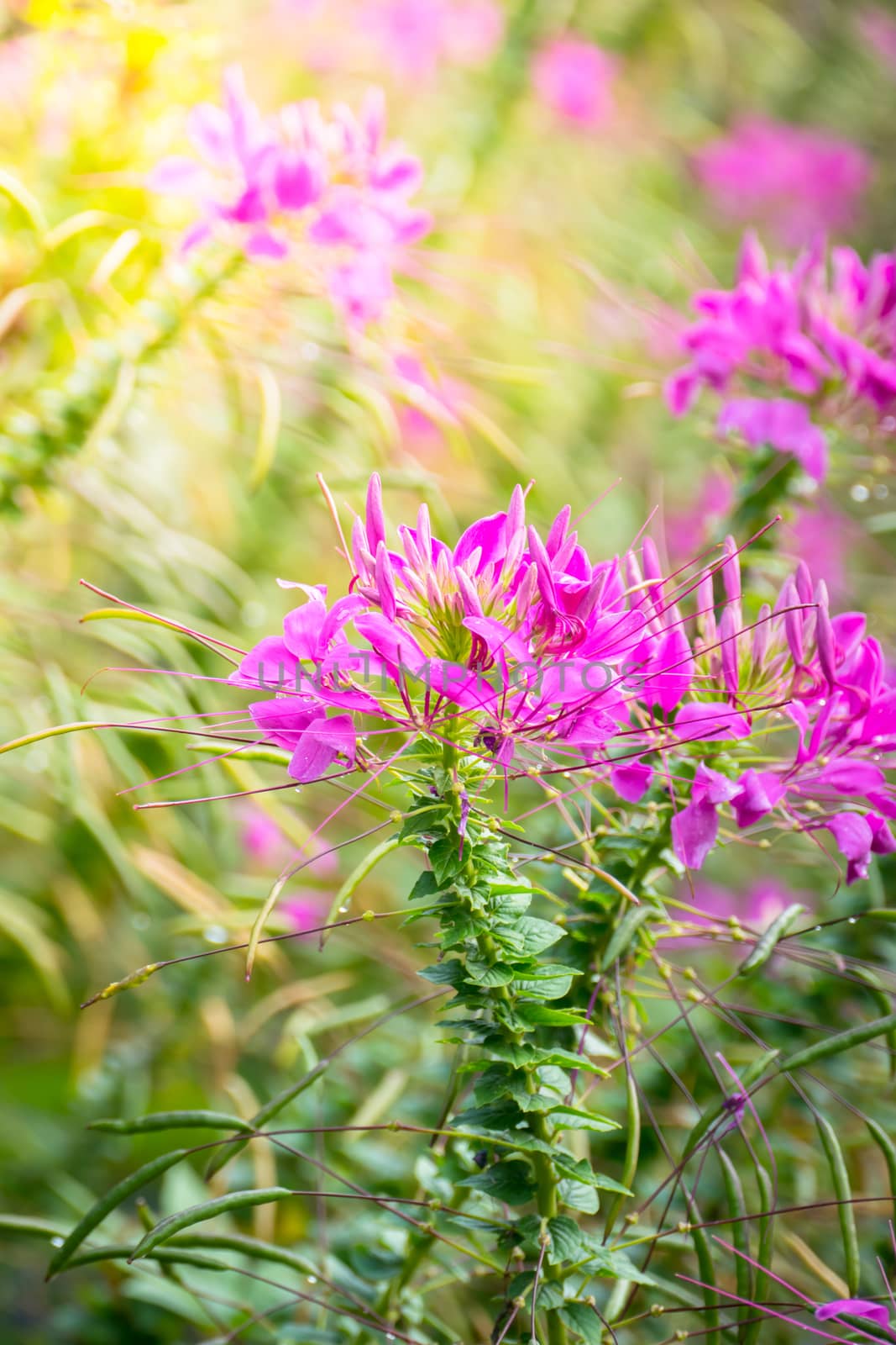 The background image of the colorful flowers, background nature