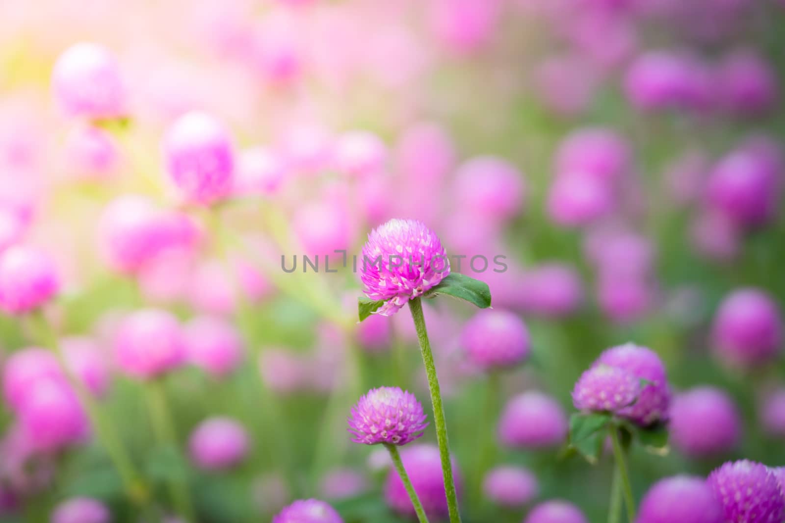 The background image of the colorful flowers, background nature