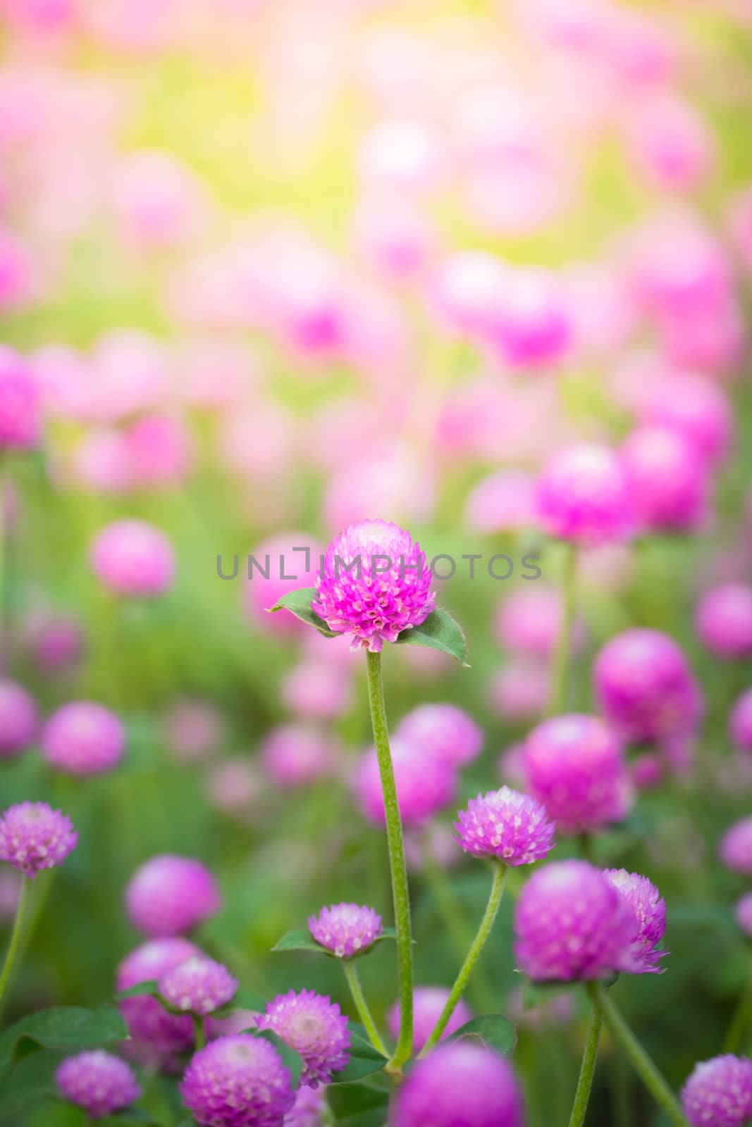 The background image of the colorful flowers, background nature