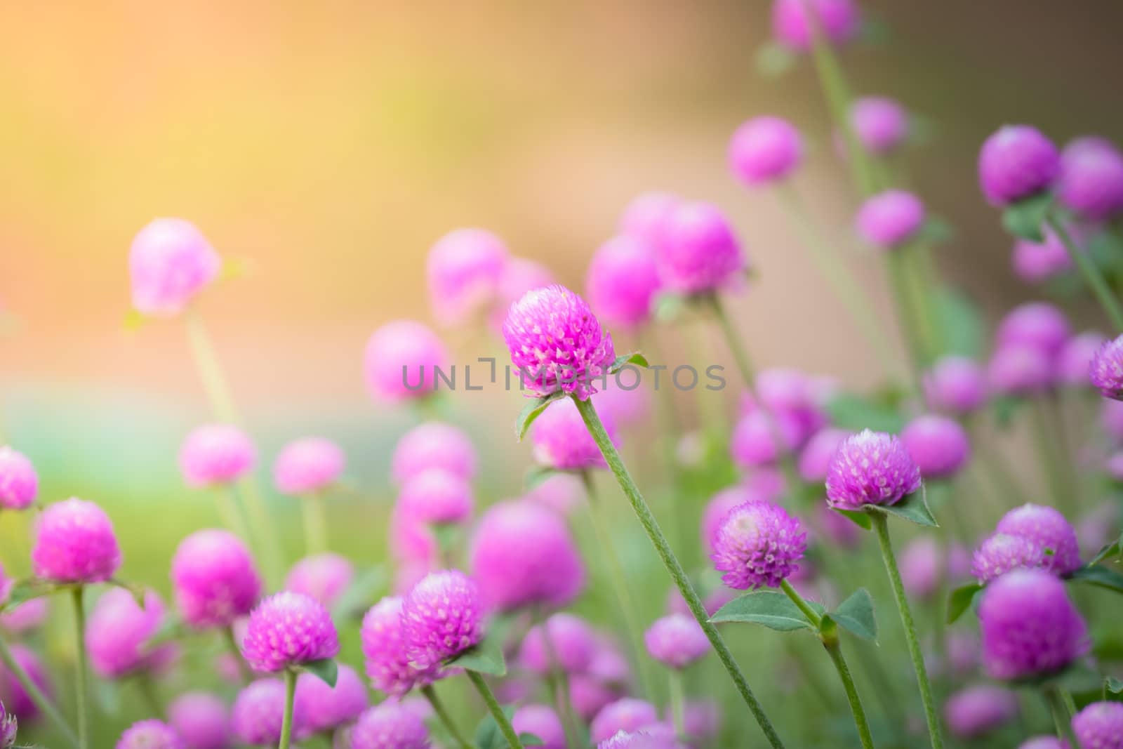 The background image of the colorful flowers, background nature