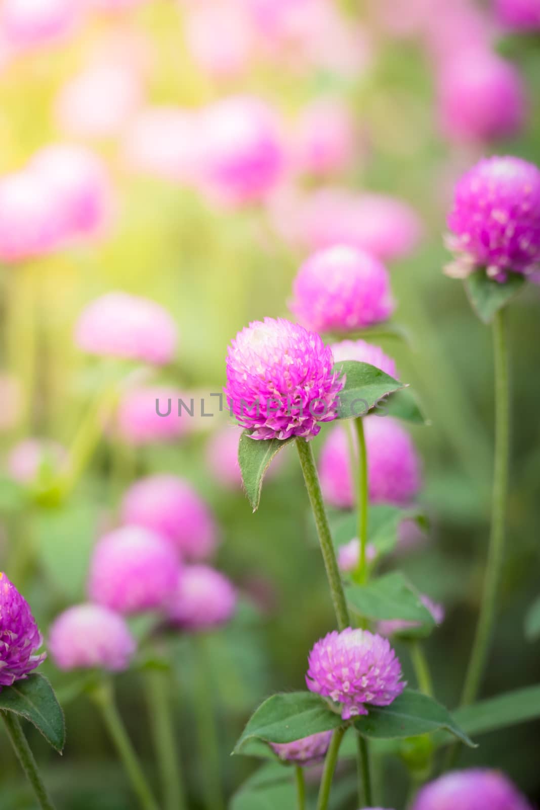 The background image of the colorful flowers, background nature