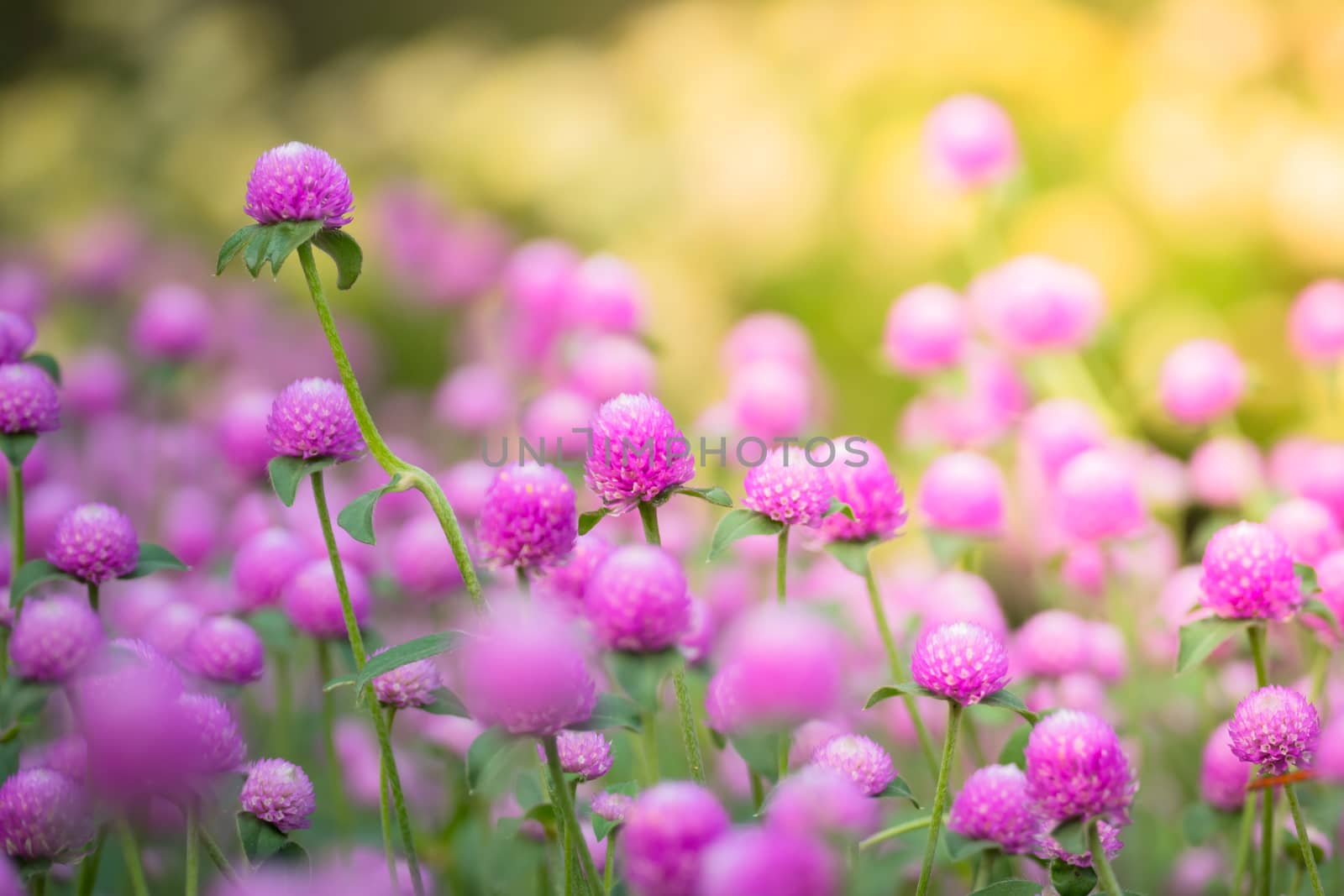 The background image of the colorful flowers, background nature