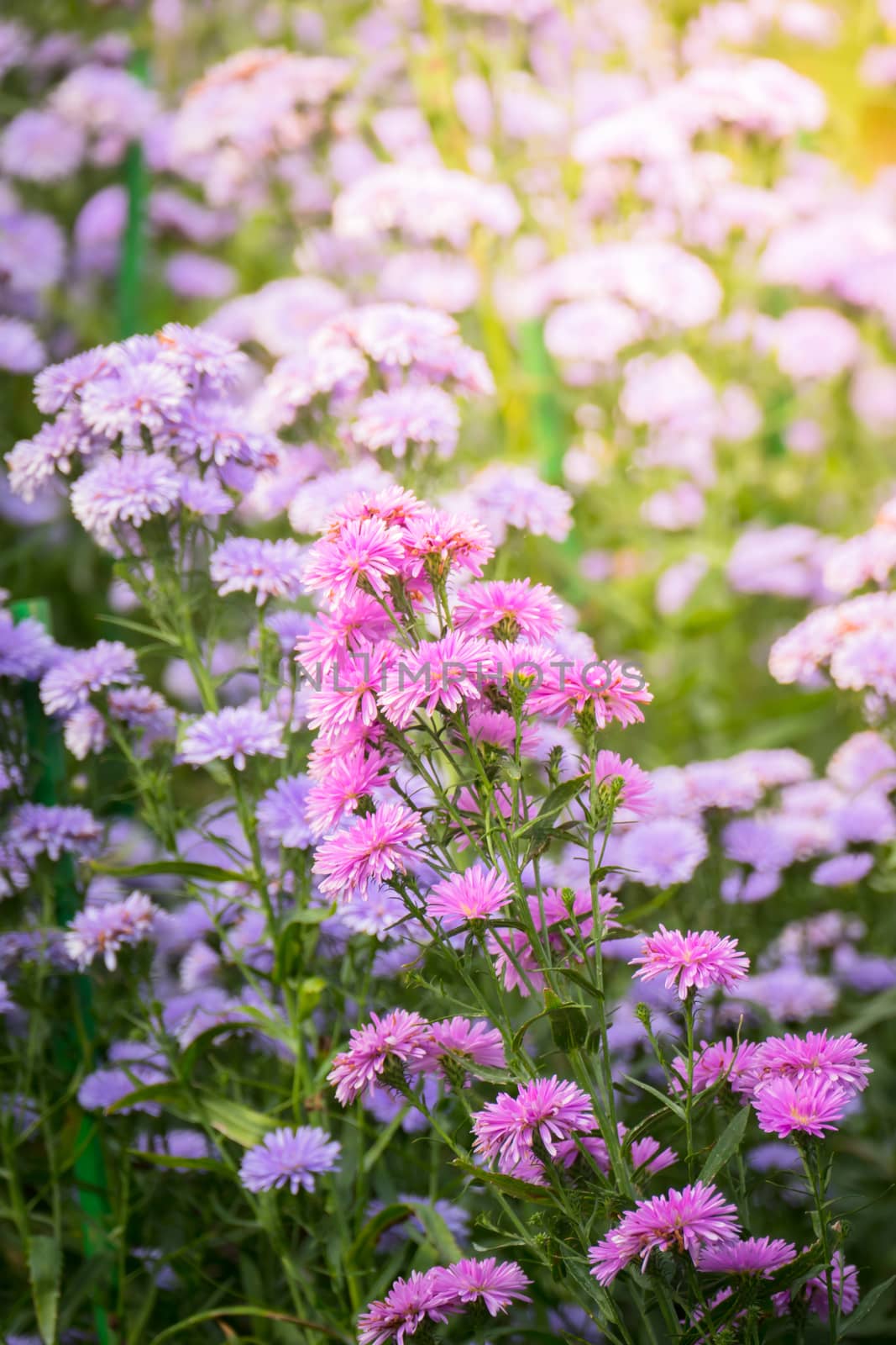 The background image of the colorful flowers, background nature