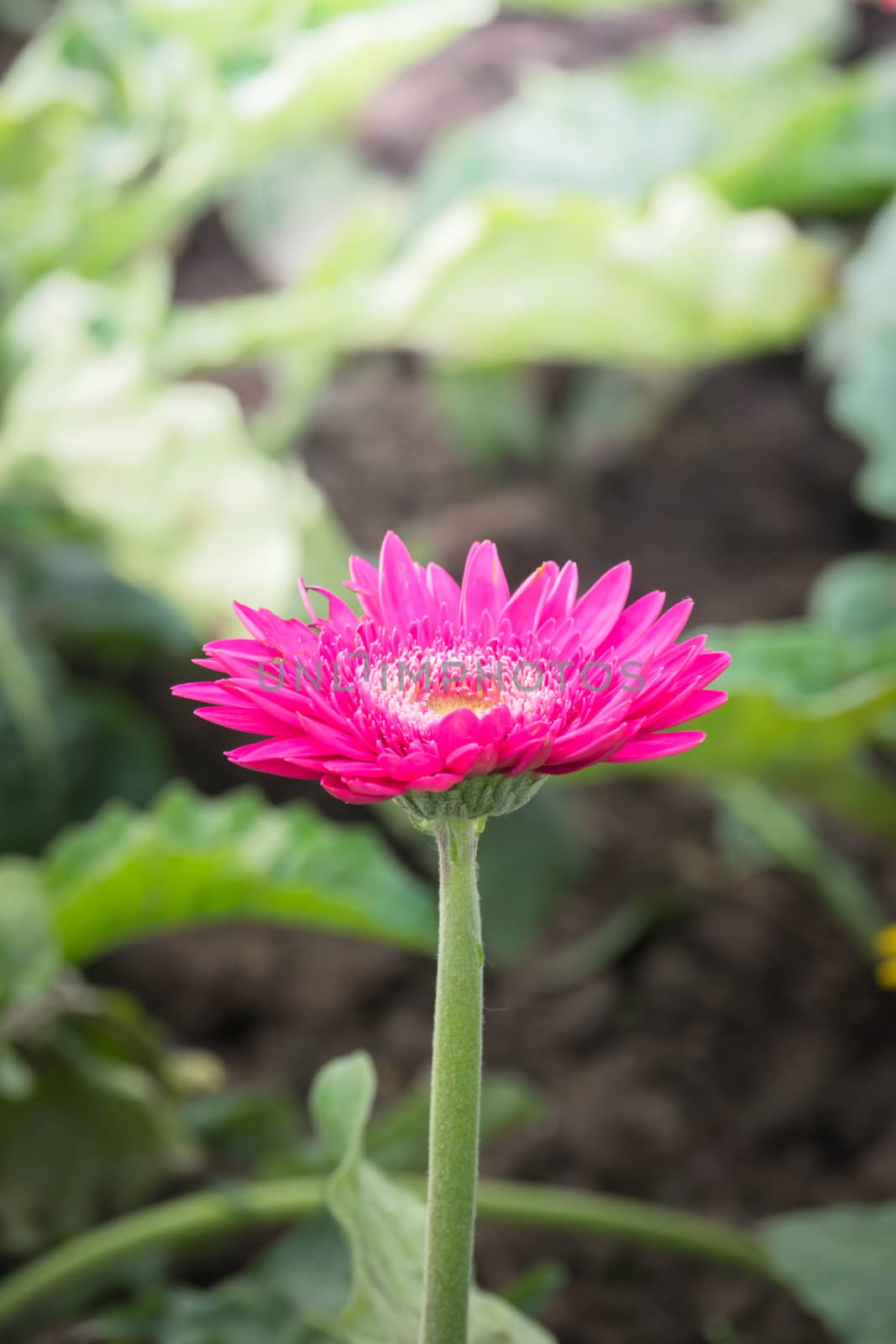 The background image of the colorful flowers, background nature