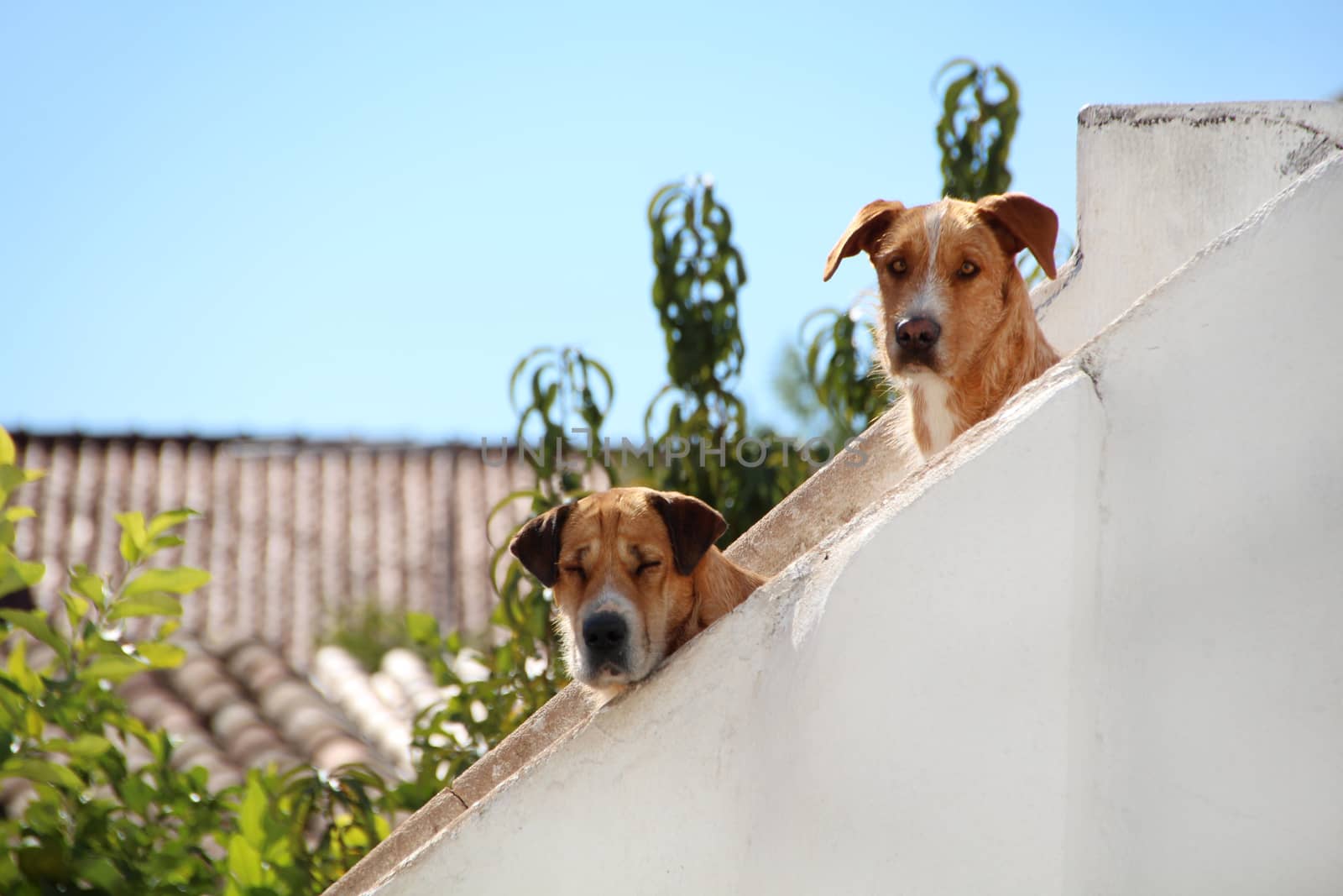 View of two dogs peaking on the balcony.