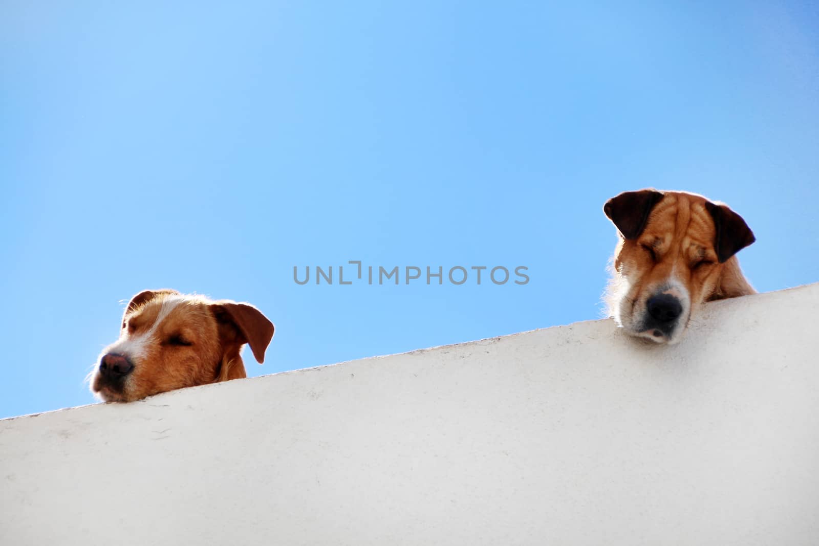 View of two dogs sleeping on the balcony.